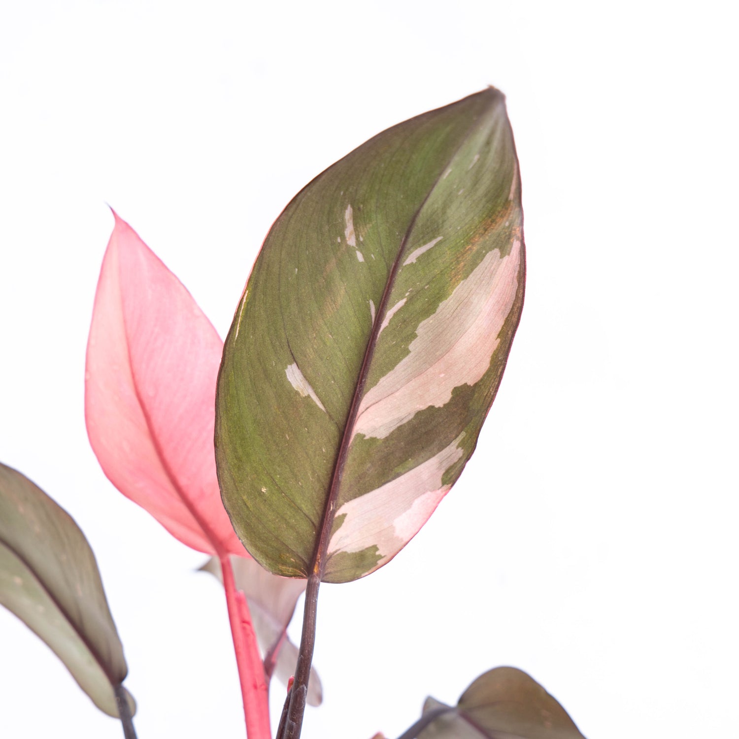 Philodendron Pink Princess