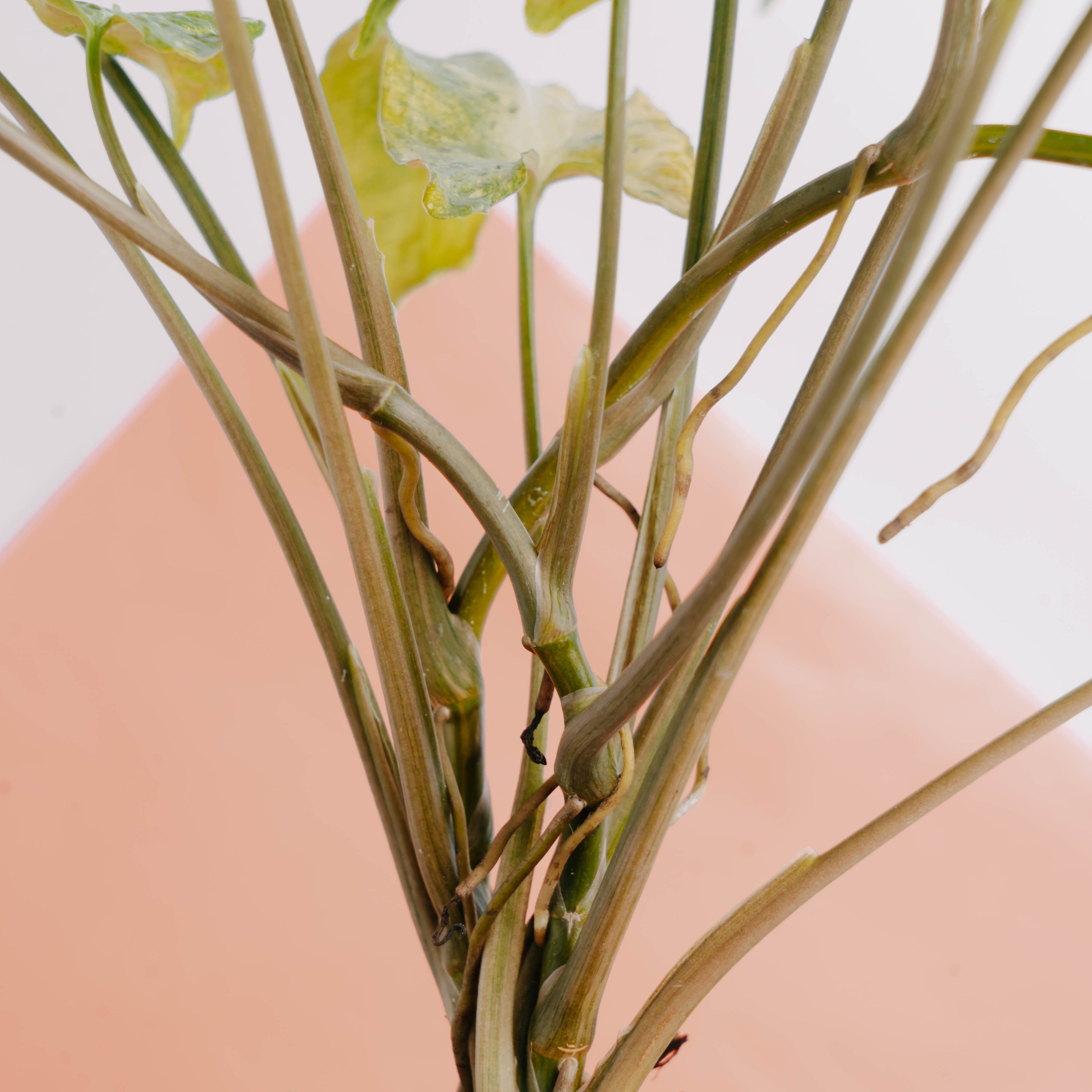 Syngonium freckles - Greenspaces.id