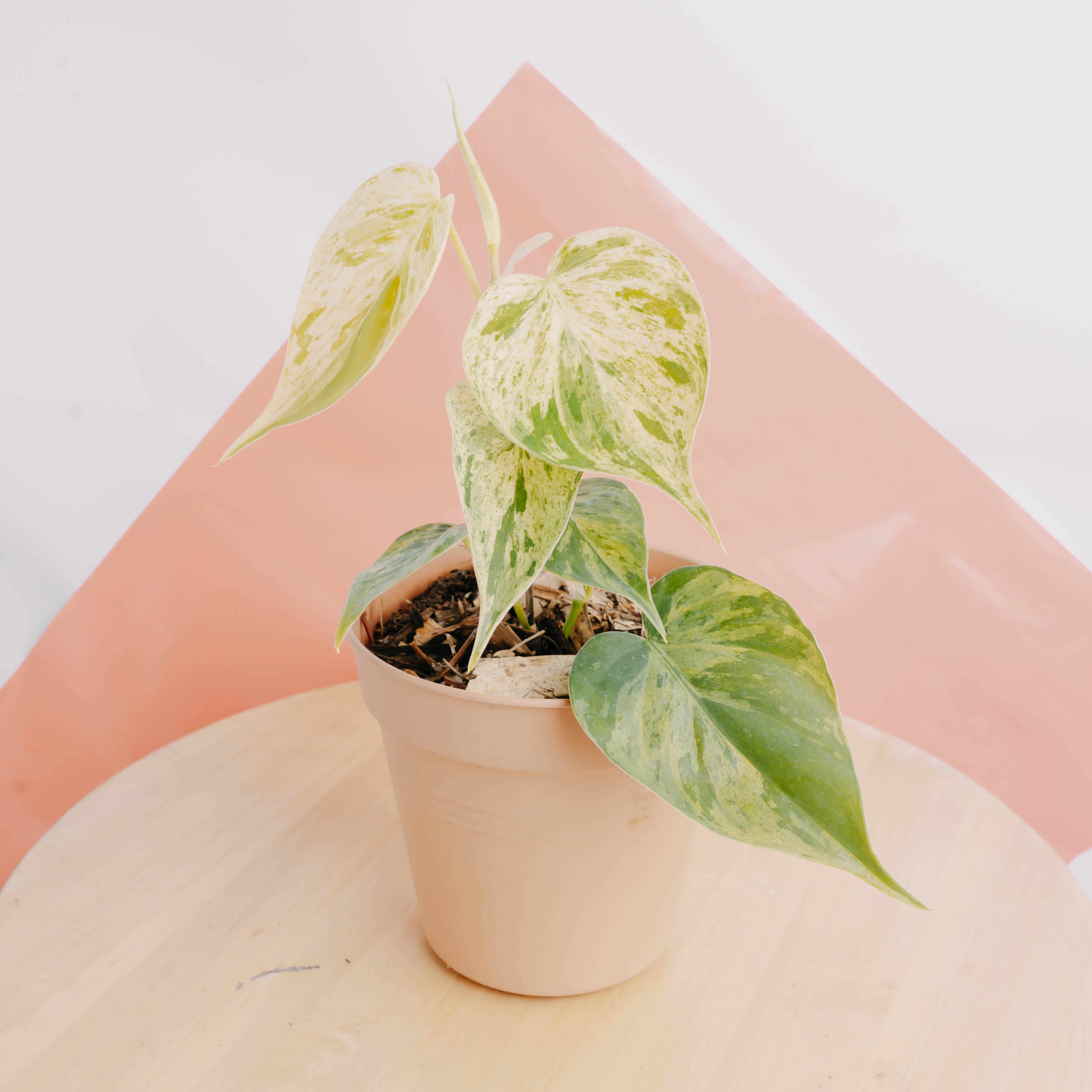 philodendron hederaceum variegated Philodendron Giganteum Variegated