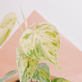 Philodendron hederaceum variegated - Greenspaces.id