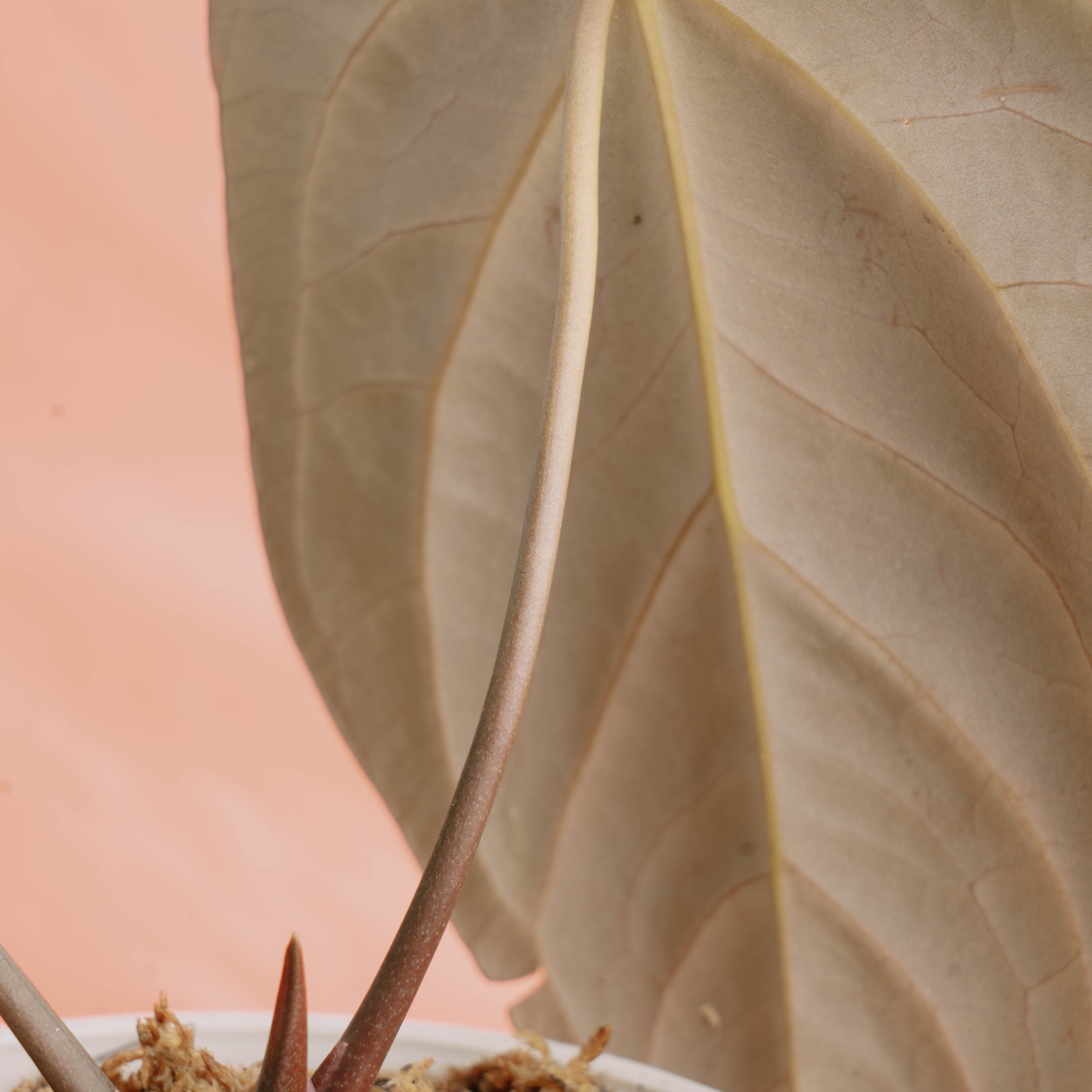 Anthurium hoffmanii Hybrid