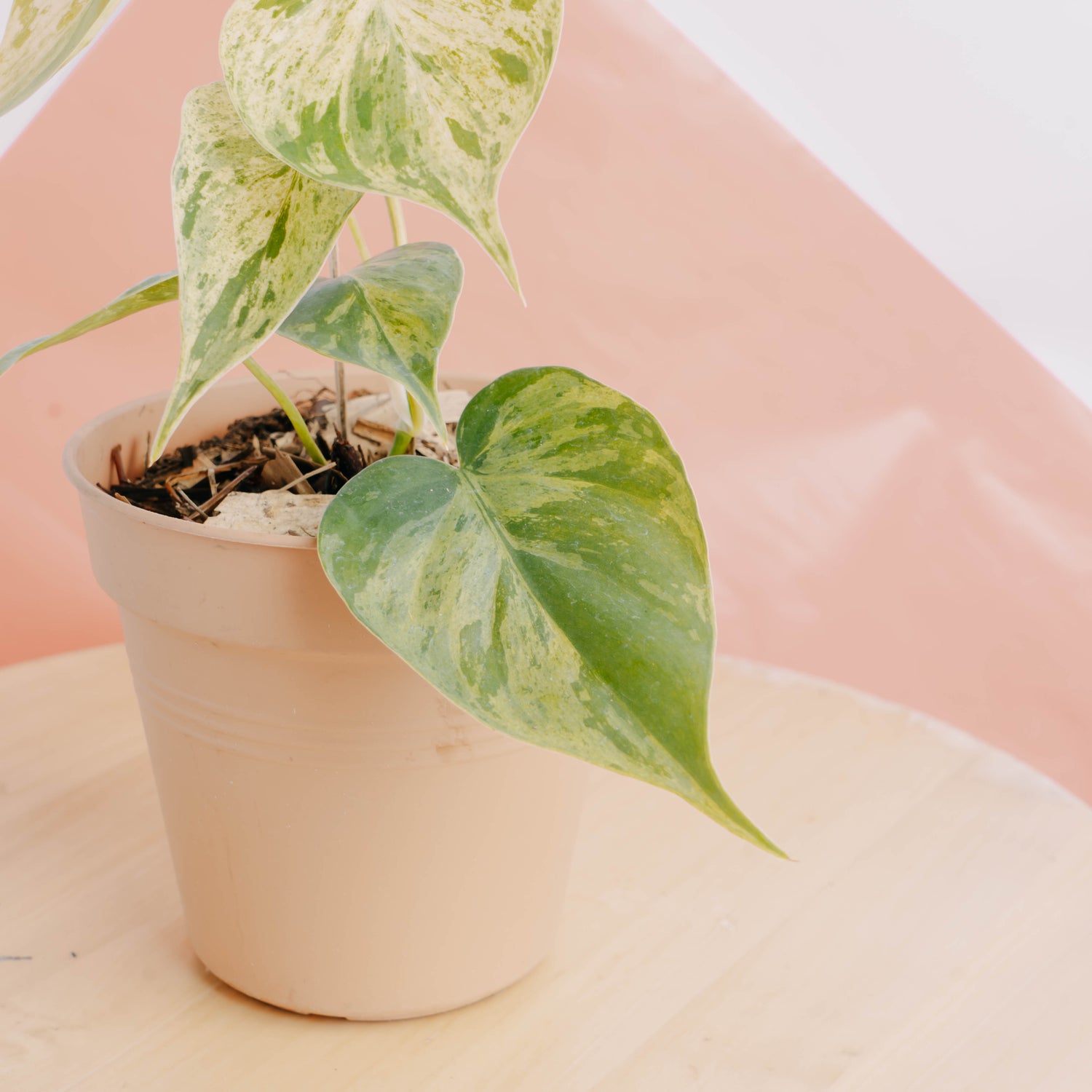 Philodendron hederaceum variegated - Greenspaces.id