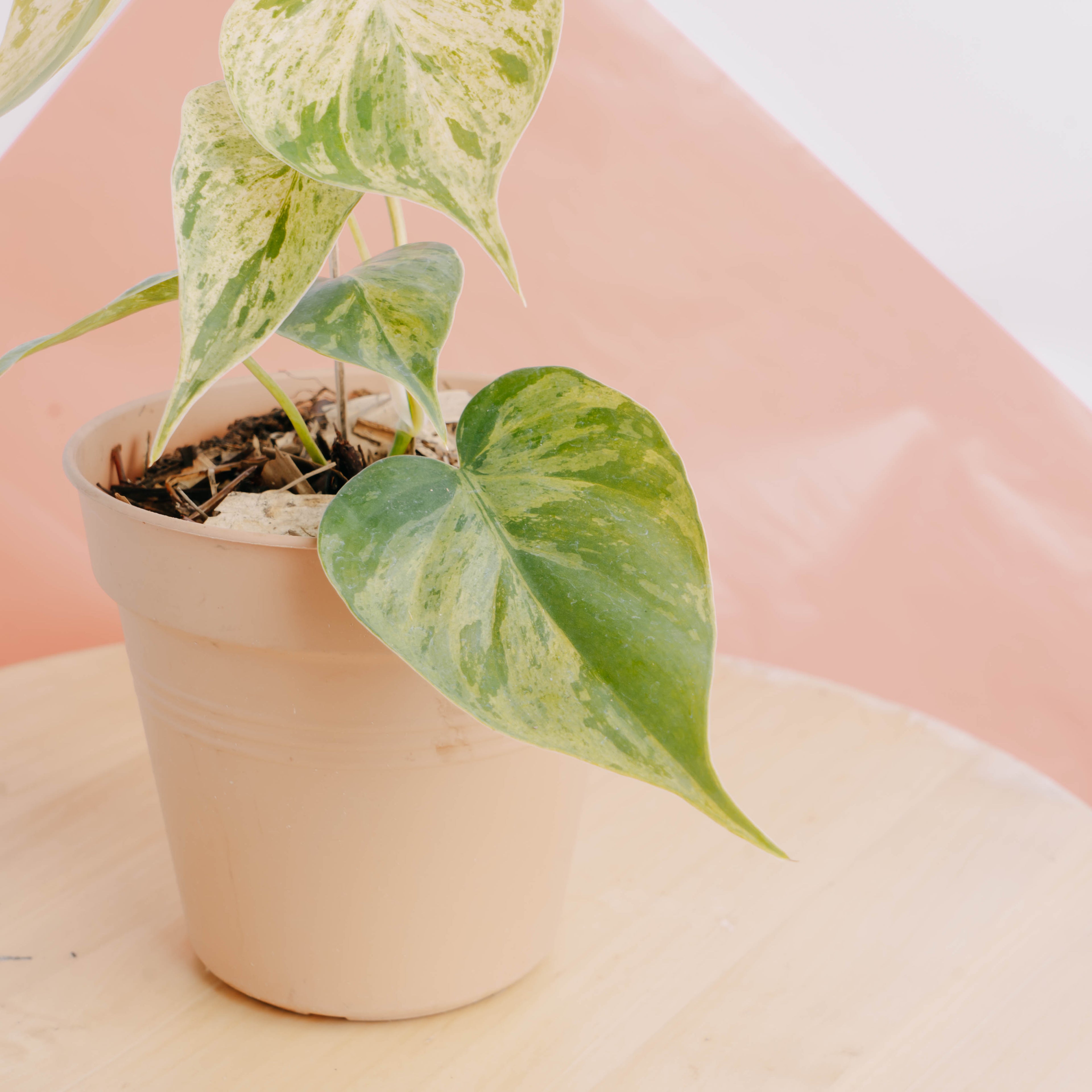 Philodendron hederaceum variegated - Greenspaces.id