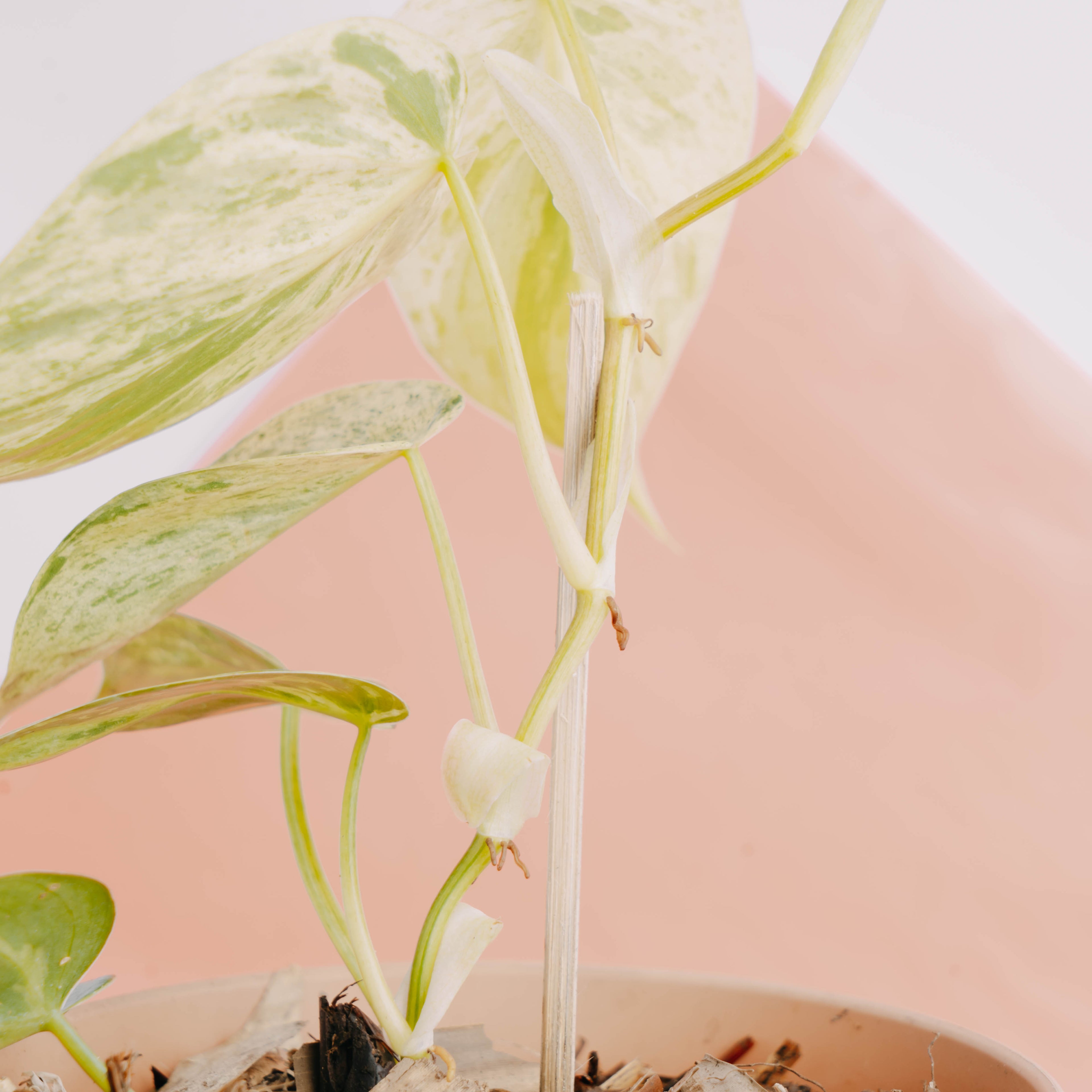 Philodendron hederaceum variegated - Greenspaces.id