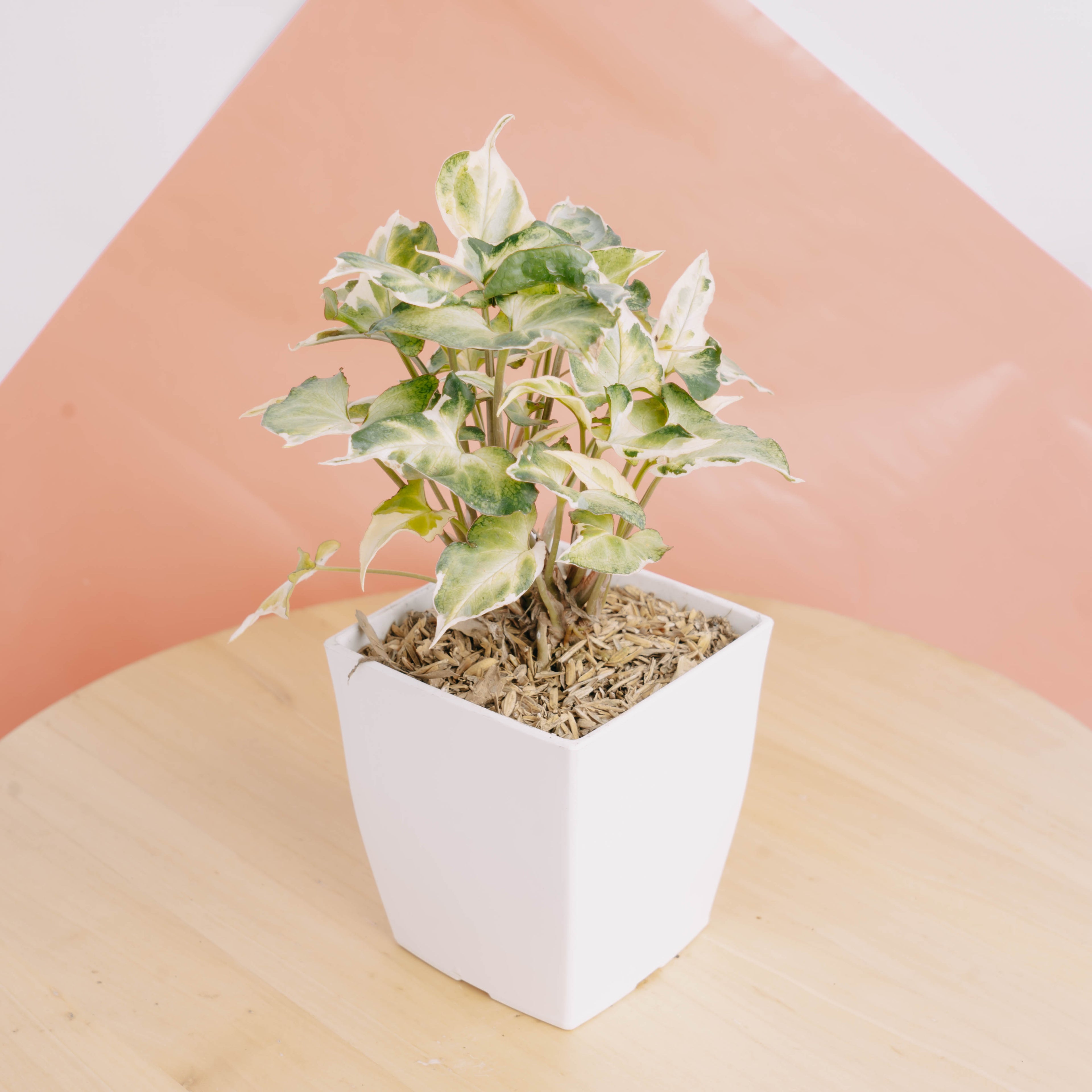 Syngonium t25