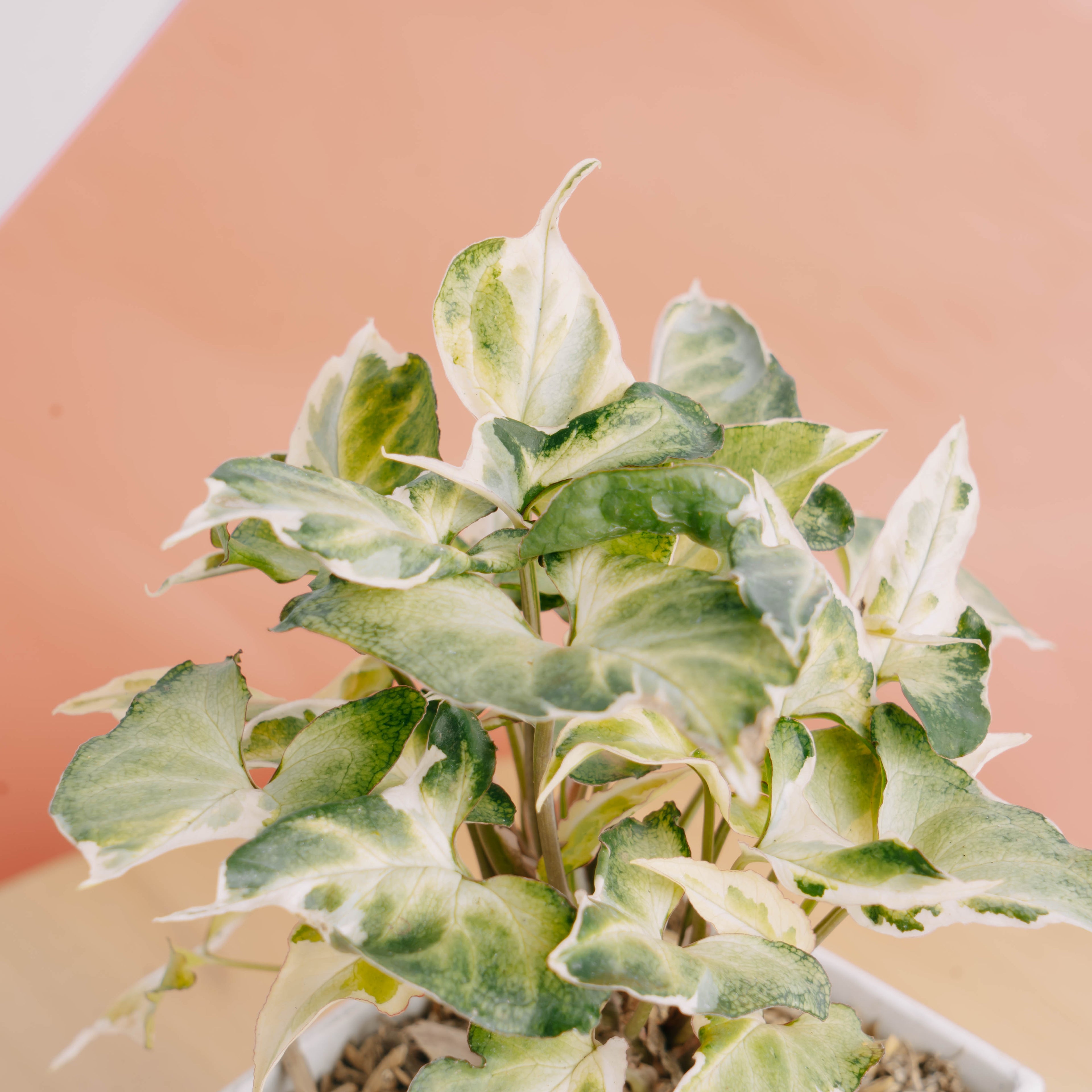 Syngonium t25