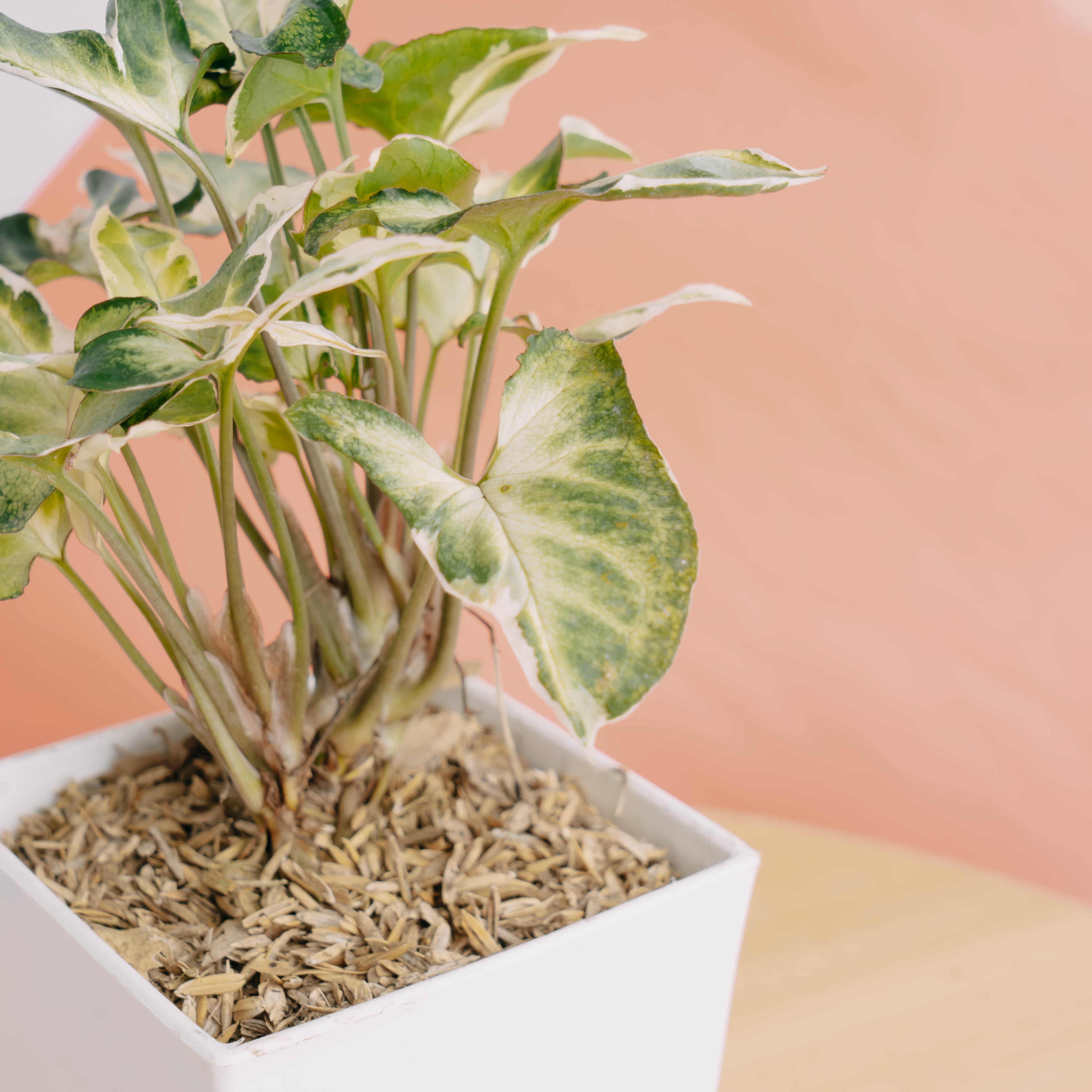 Syngonium t25
