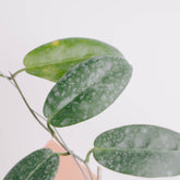 Hoya piestolepis - Greenspaces.id