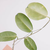 Hoya piestolepis - Greenspaces.id