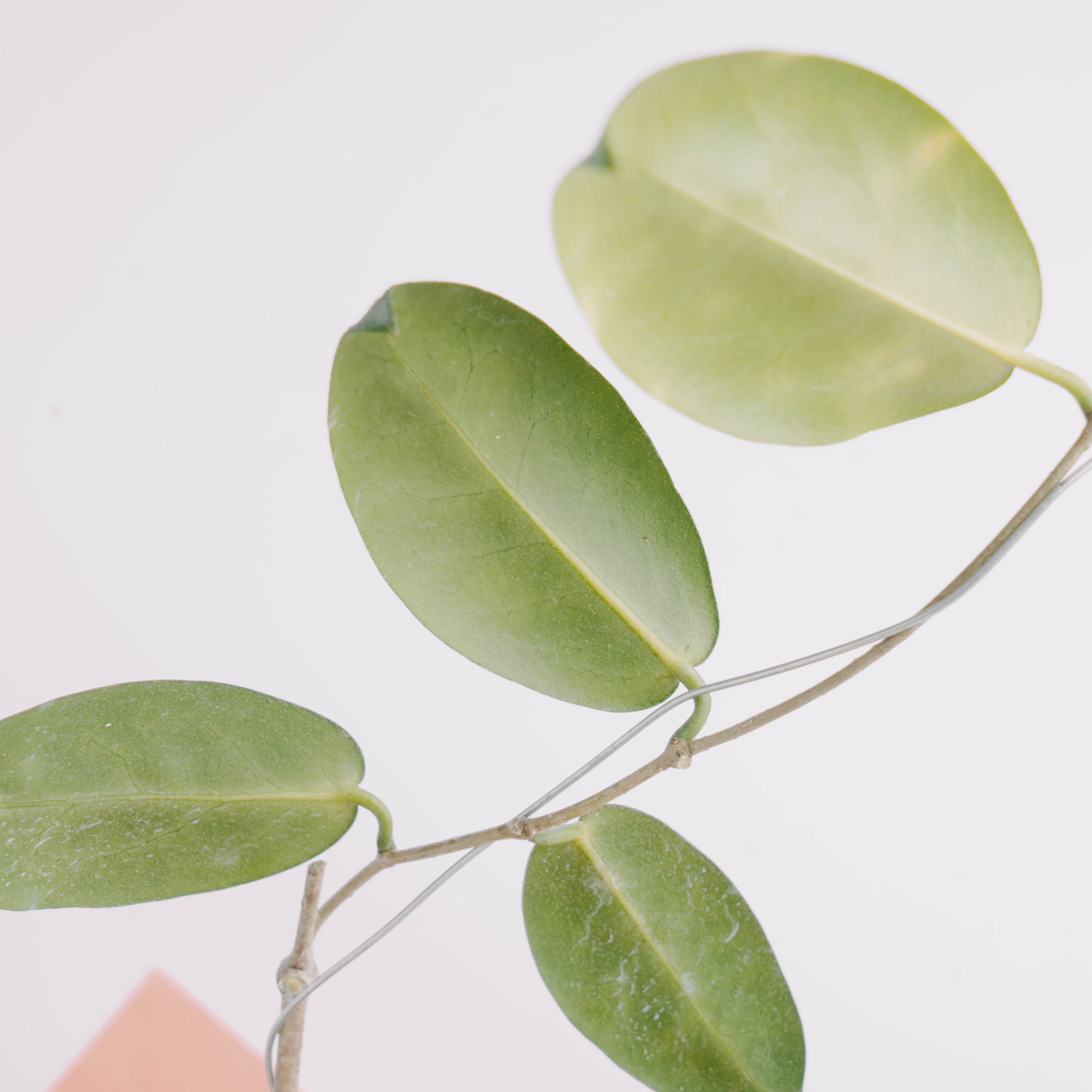 Hoya piestolepis - Greenspaces.id