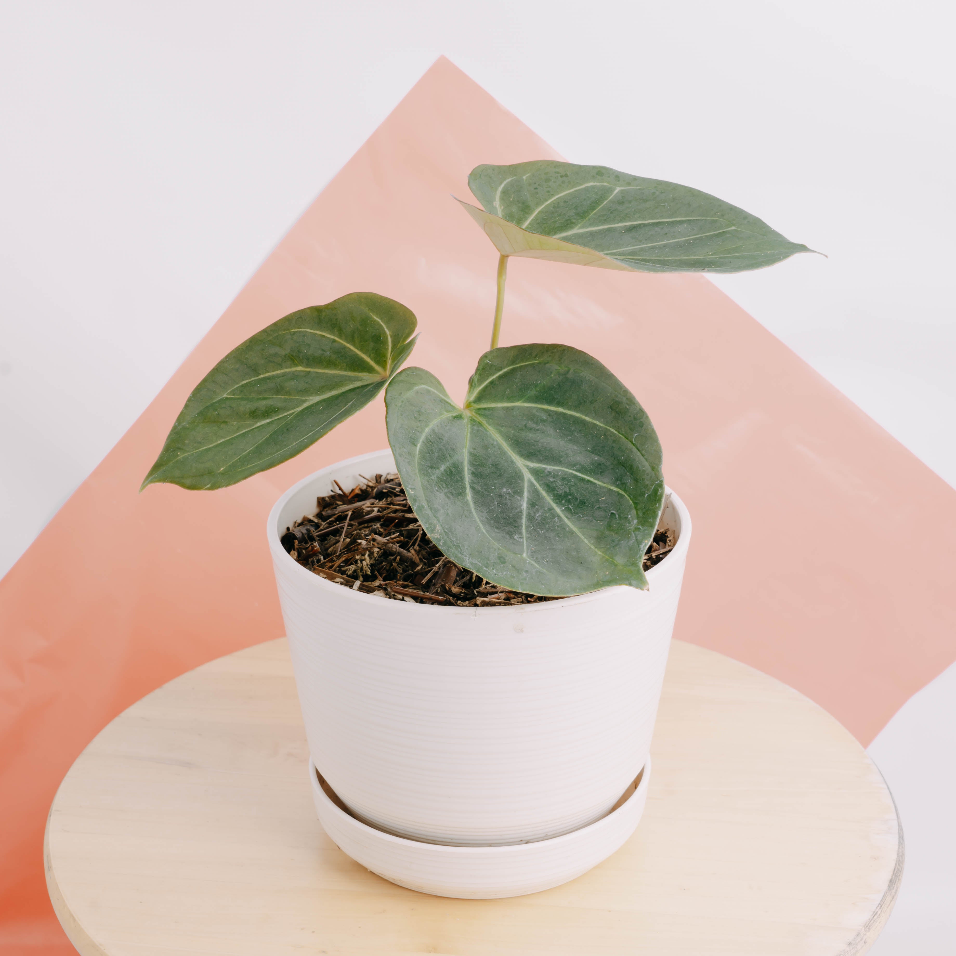Anthurium King of spades - Greenspaces.id
