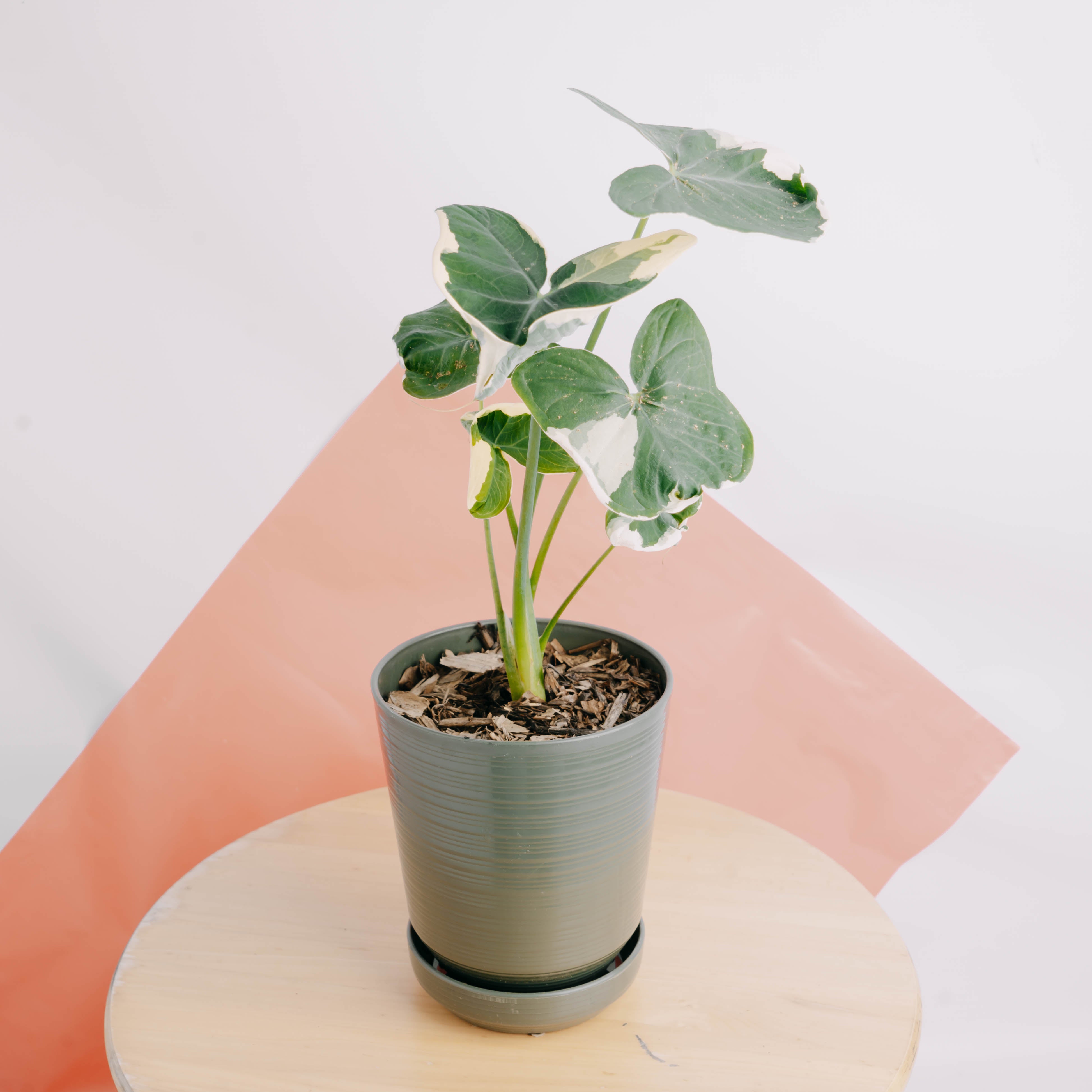mickey mouse plant indoor Alocasia Mickey Mouse – Greenspaces.id