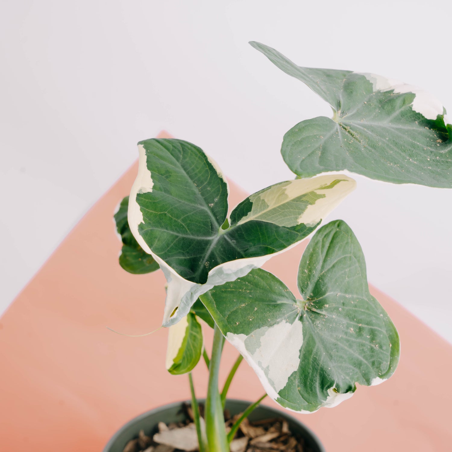 Alocasia Mickey Mouse - Greenspaces.id
