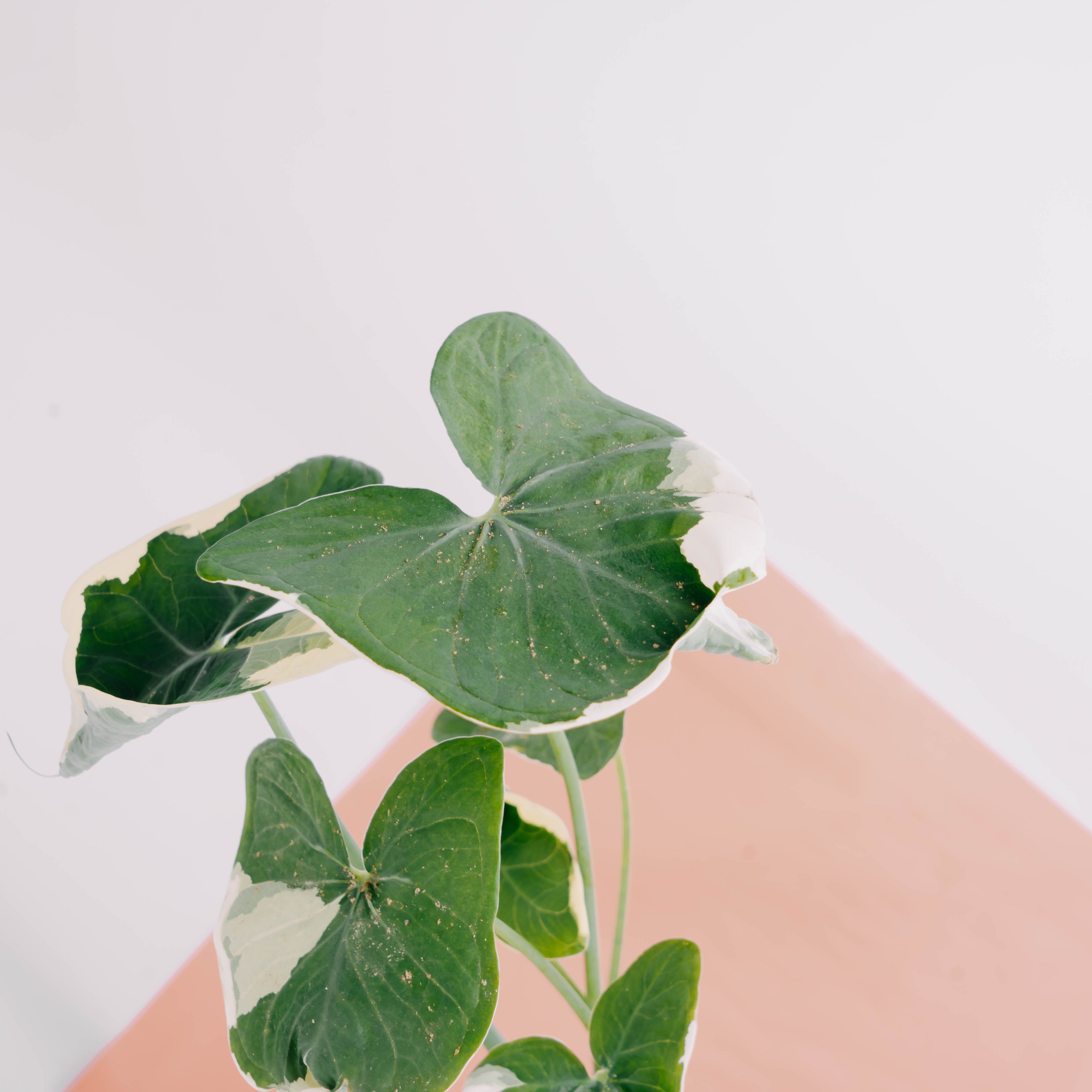 Alocasia Mickey Mouse - Greenspaces.id