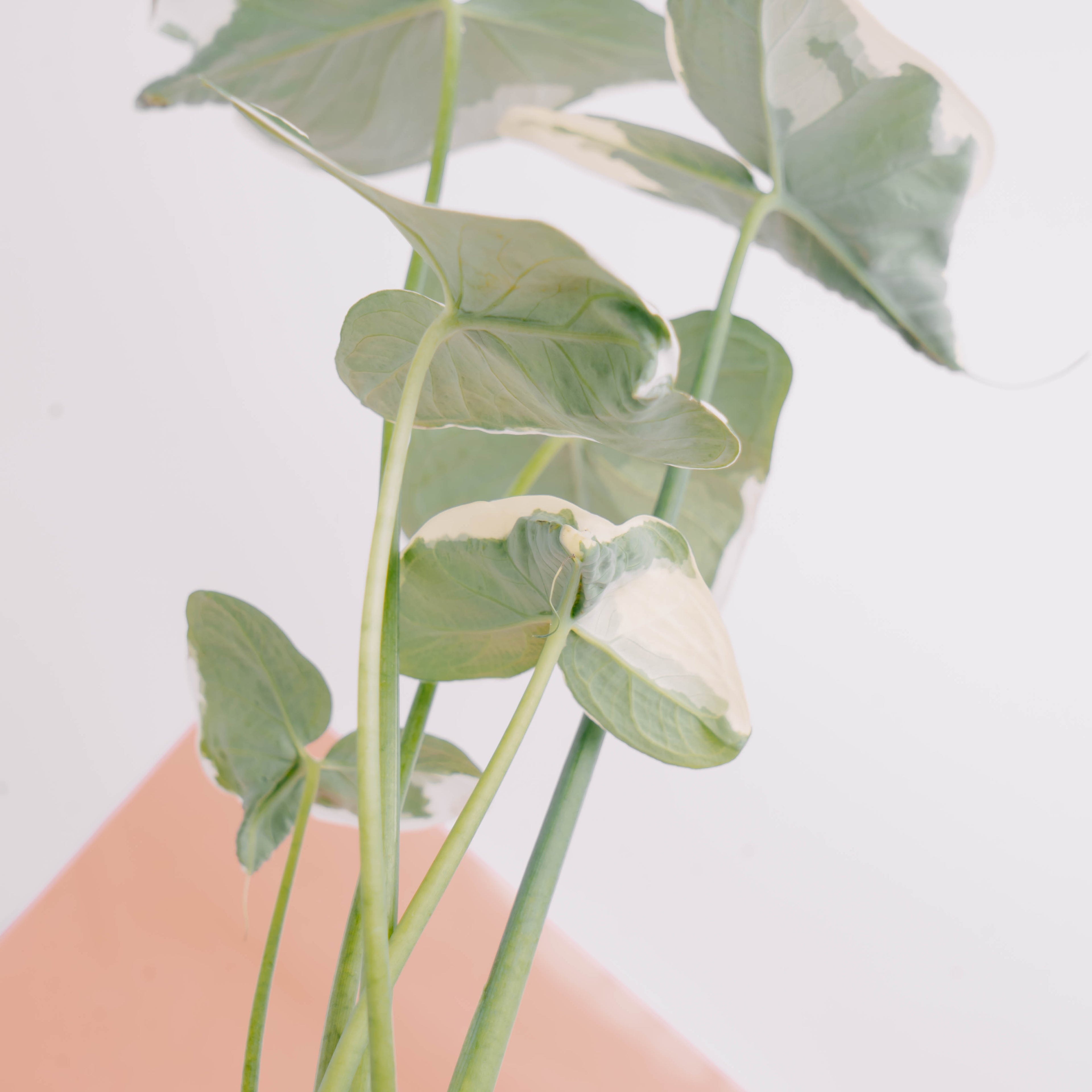 Alocasia Mickey Mouse - Greenspaces.id