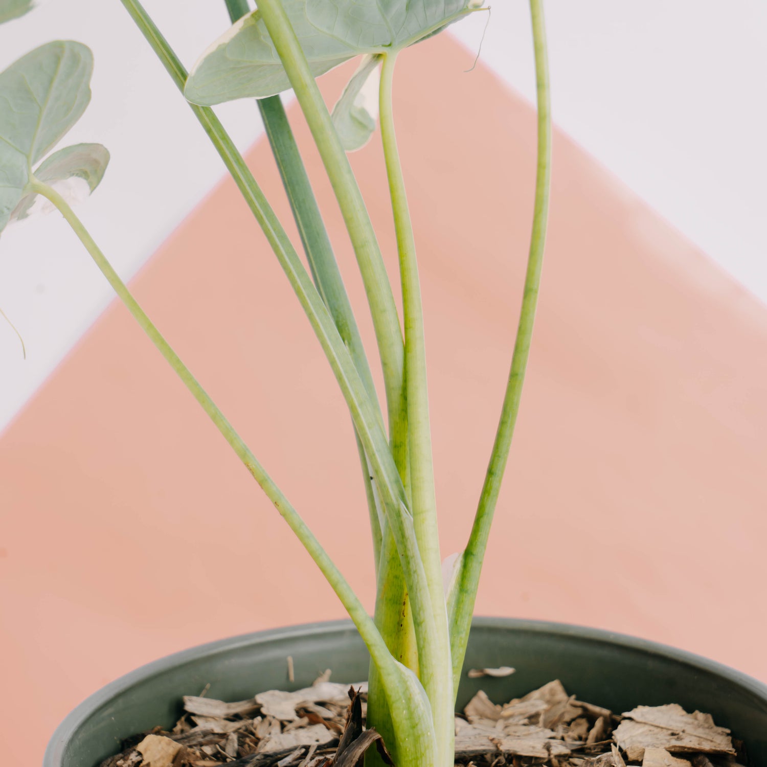 Alocasia Mickey Mouse - Greenspaces.id
