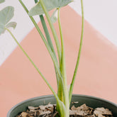 Alocasia Mickey Mouse - Greenspaces.id