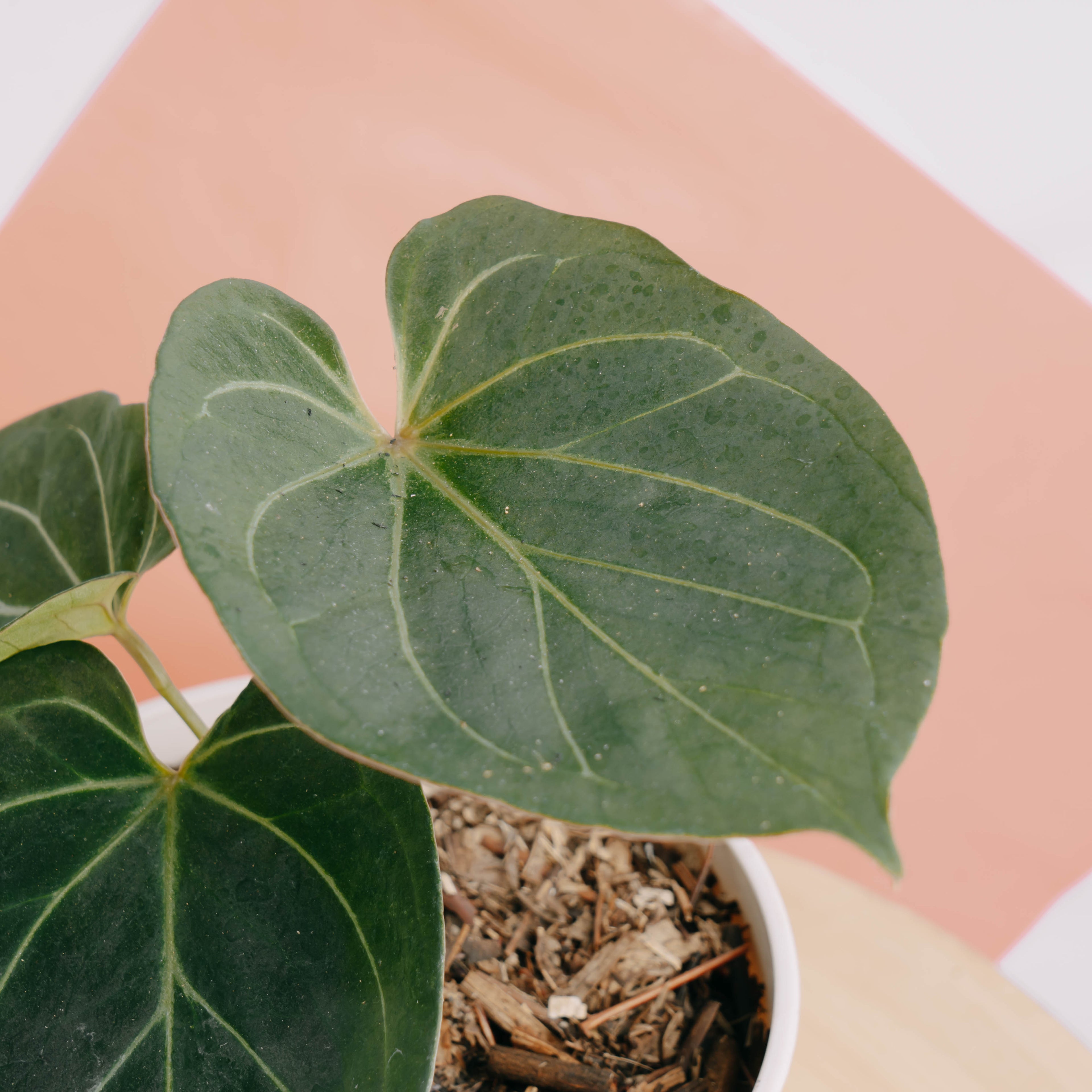 Anthurium King of spades - Greenspaces.id
