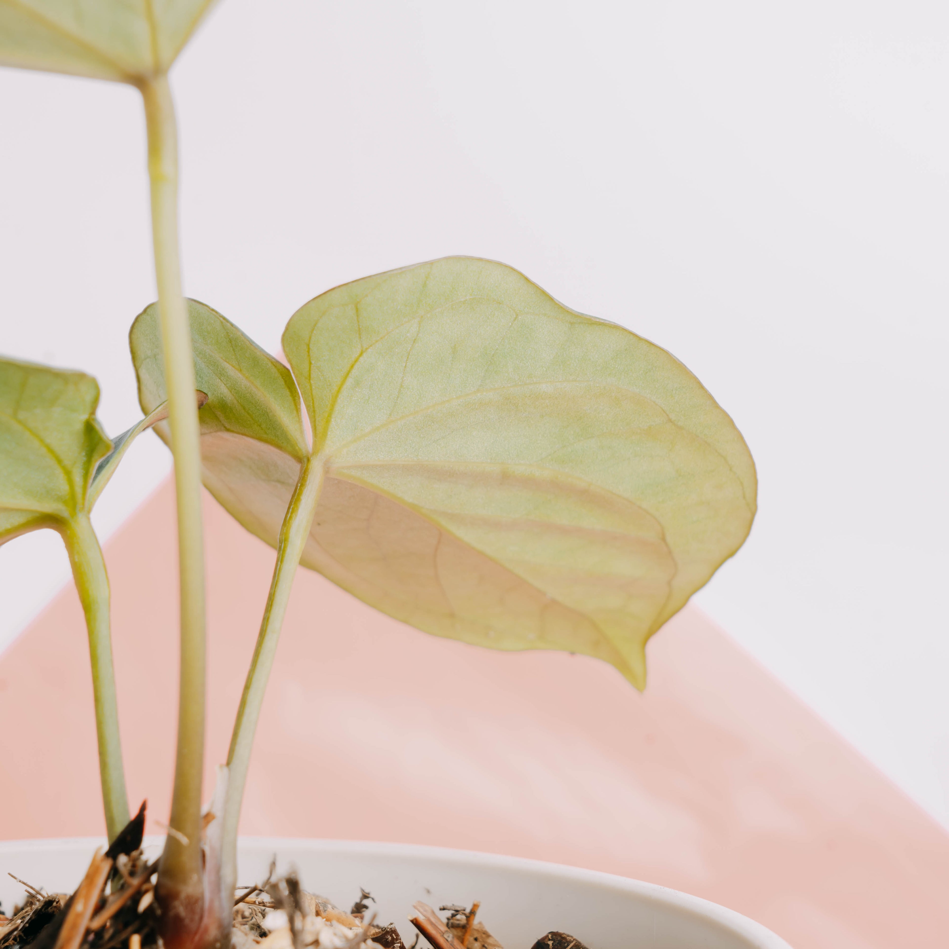 Anthurium King of spades - Greenspaces.id