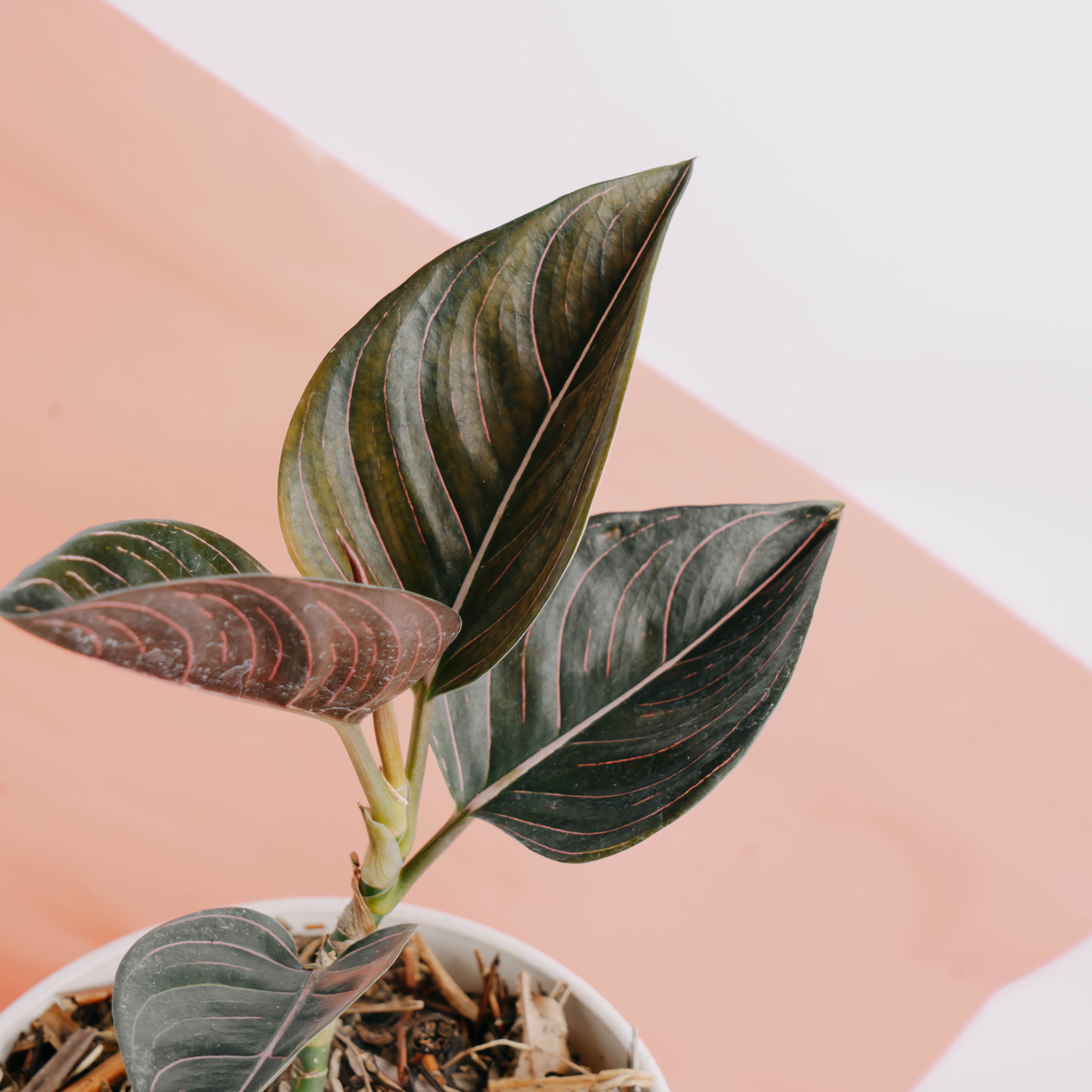 Aglaonema rutondum Sp aceh - Greenspaces.id