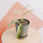 Rhaphidophora Megasperma Variegated  - Greenspaces.id