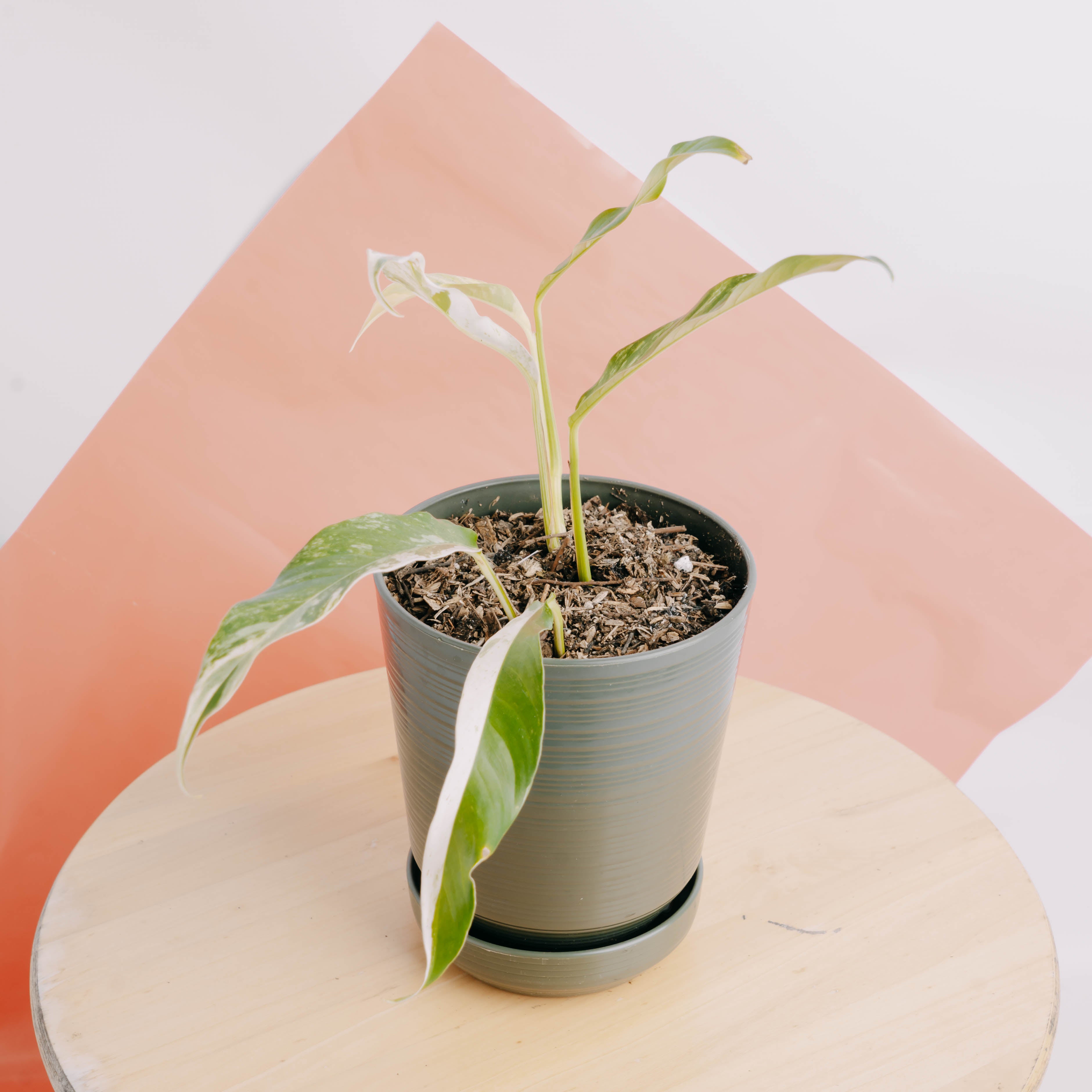 Rhaphidophora Megasperma Variegated  - Greenspaces.id