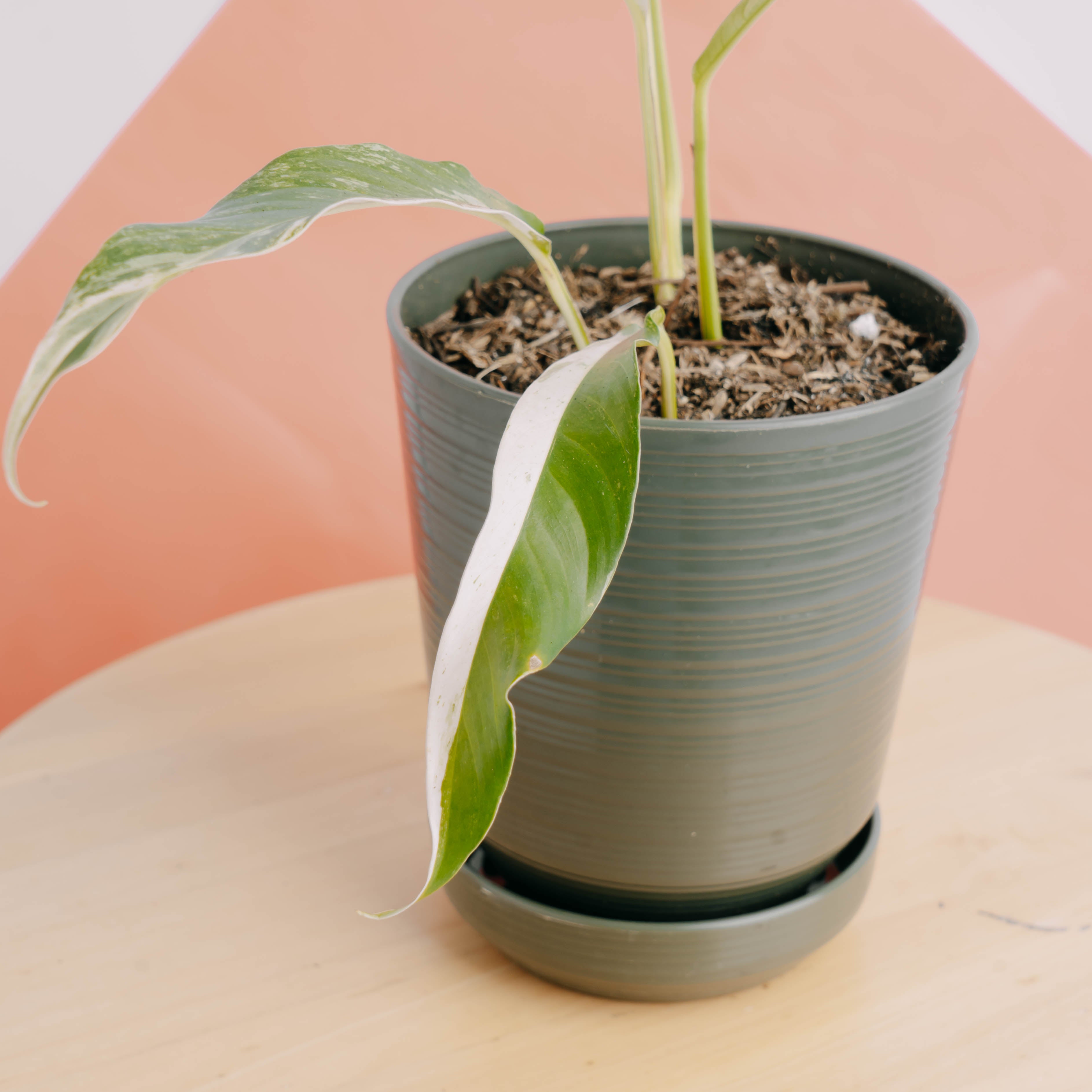 Rhaphidophora Megasperma Variegated  - Greenspaces.id