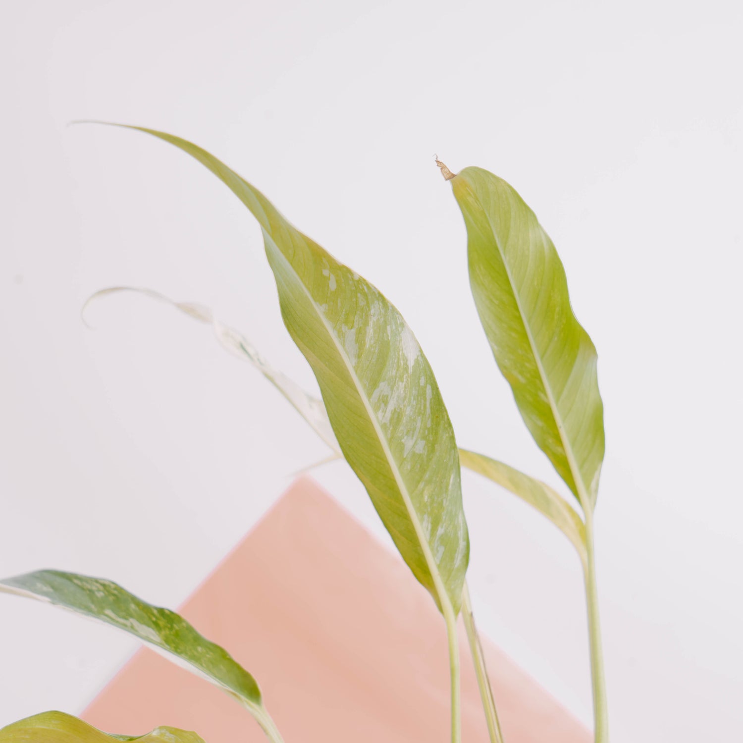 Rhaphidophora Megasperma Variegated  - Greenspaces.id