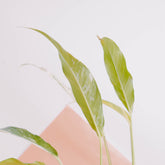 Rhaphidophora Megasperma Variegated  - Greenspaces.id