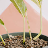 Rhaphidophora Megasperma Variegated  - Greenspaces.id