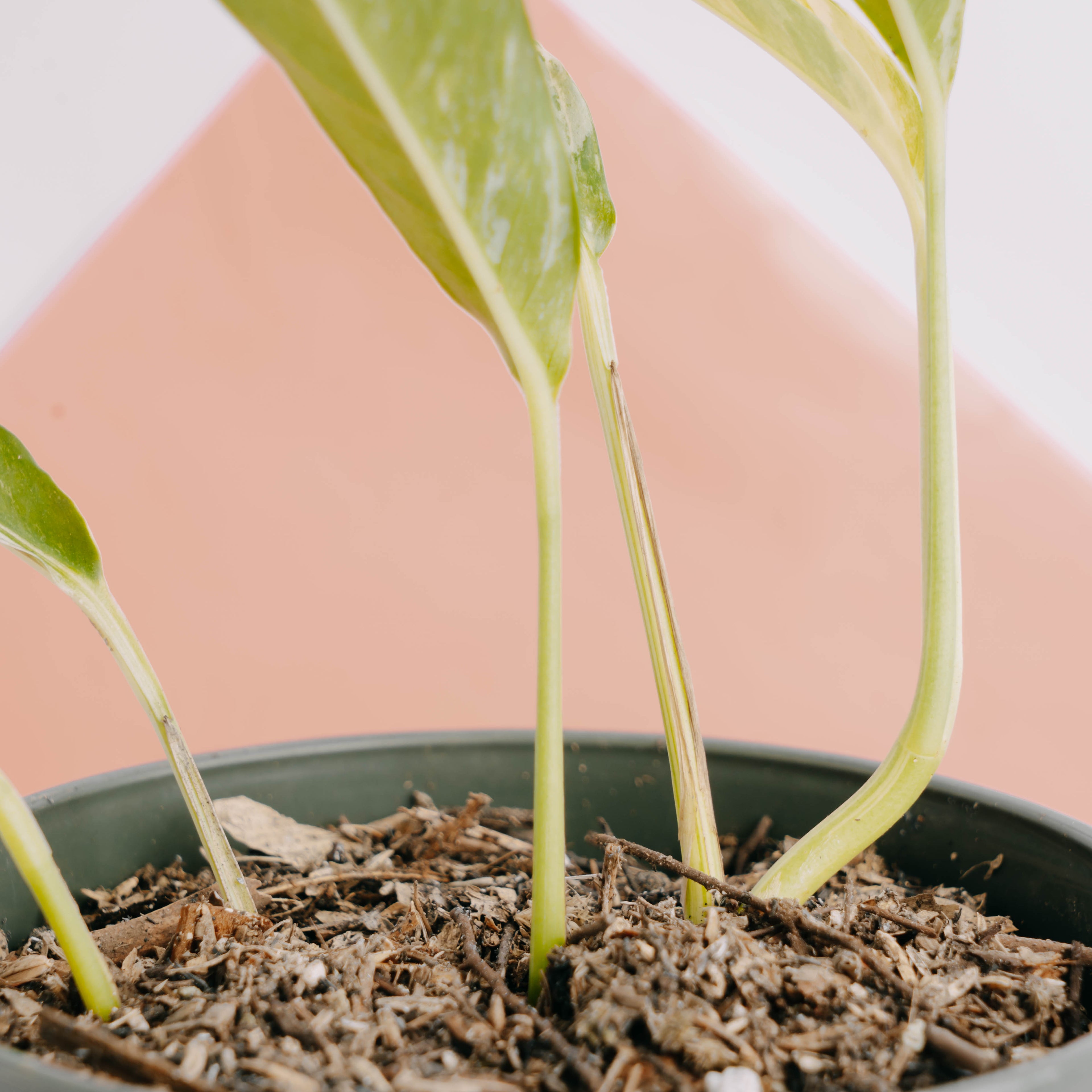 Rhaphidophora Megasperma Variegated  - Greenspaces.id