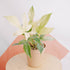 Philodendron Florida Ghost &