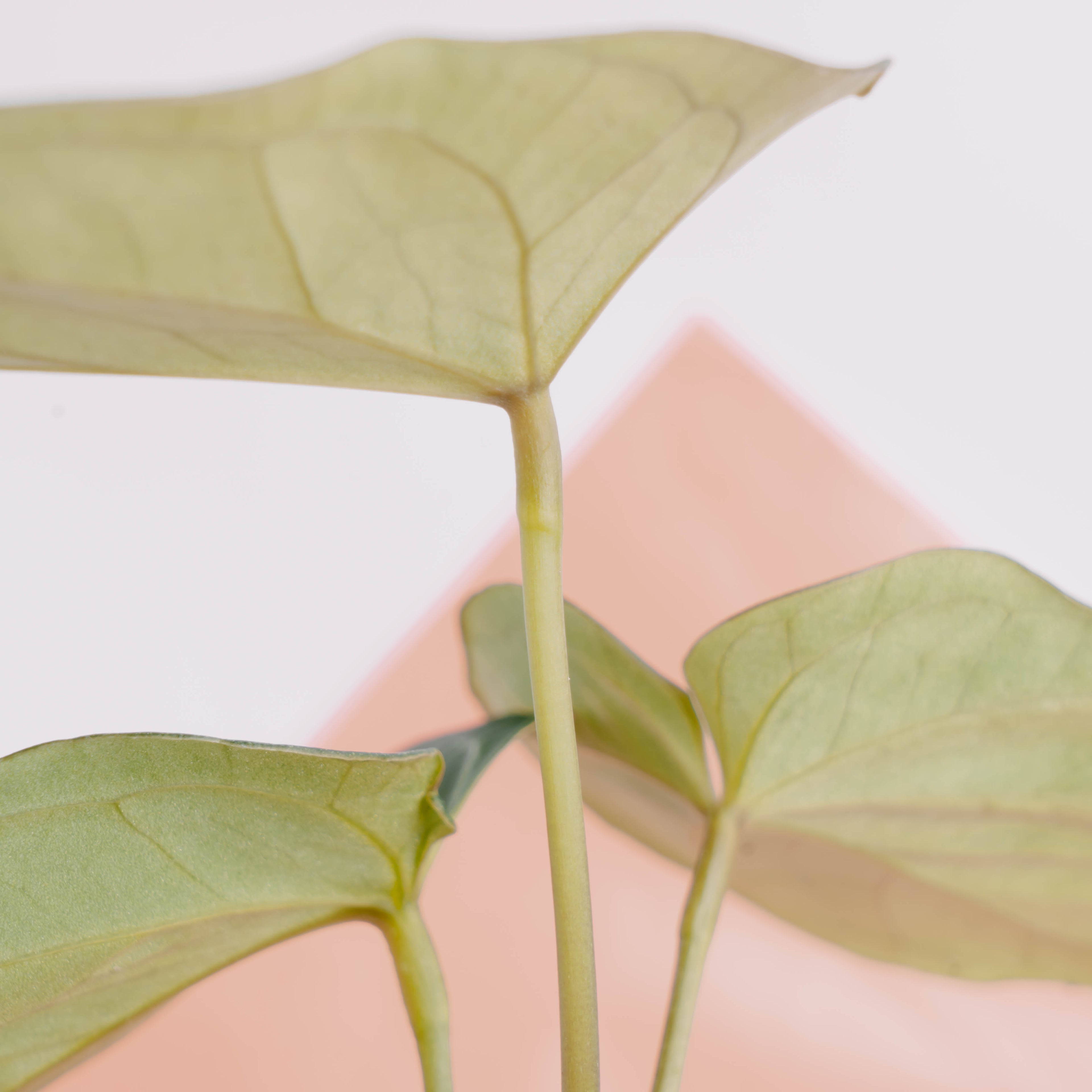 Anthurium King of spades - Greenspaces.id