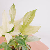 Philodendron Florida Ghost &