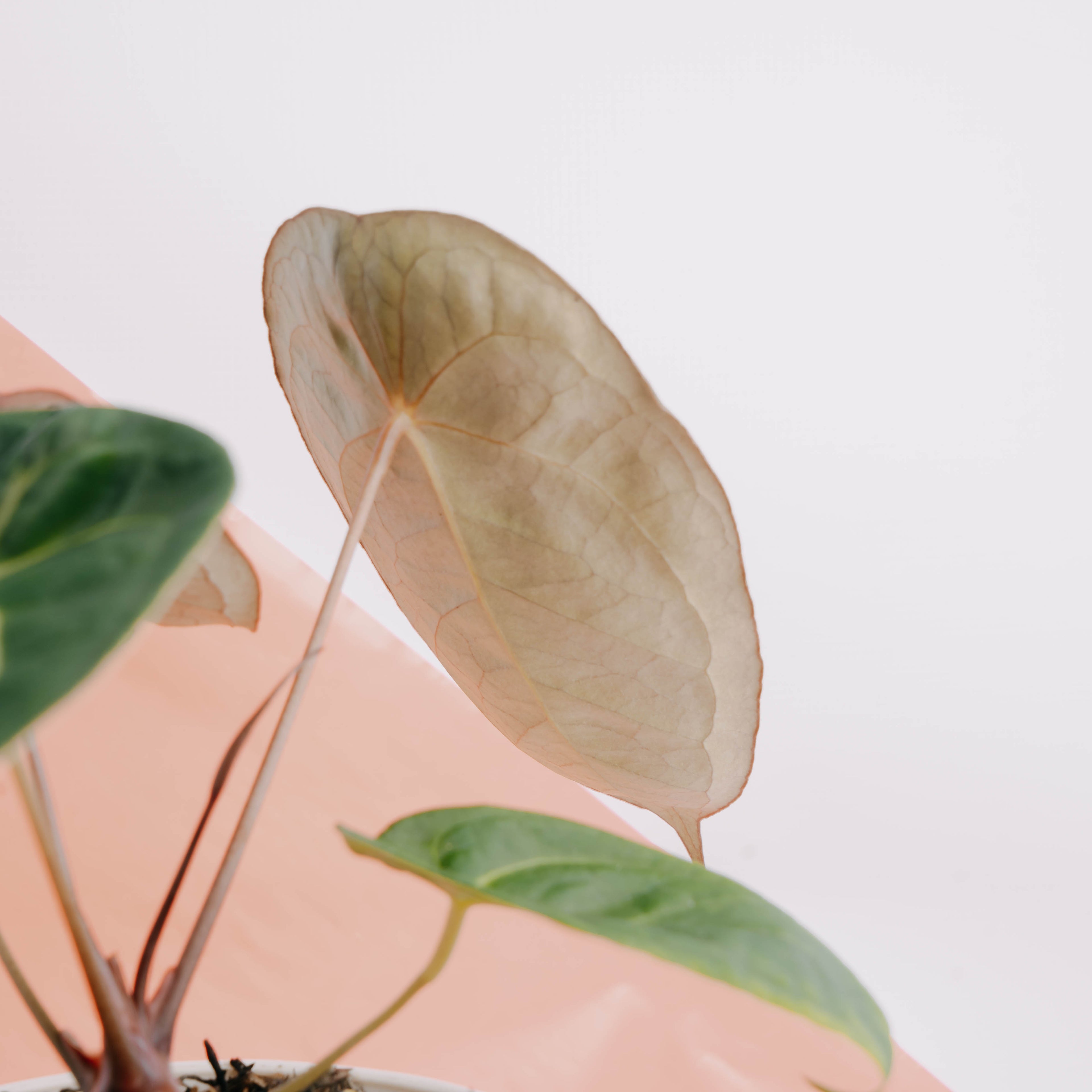 Anthurium Dressleri x Forgetti - Greenpaces.id