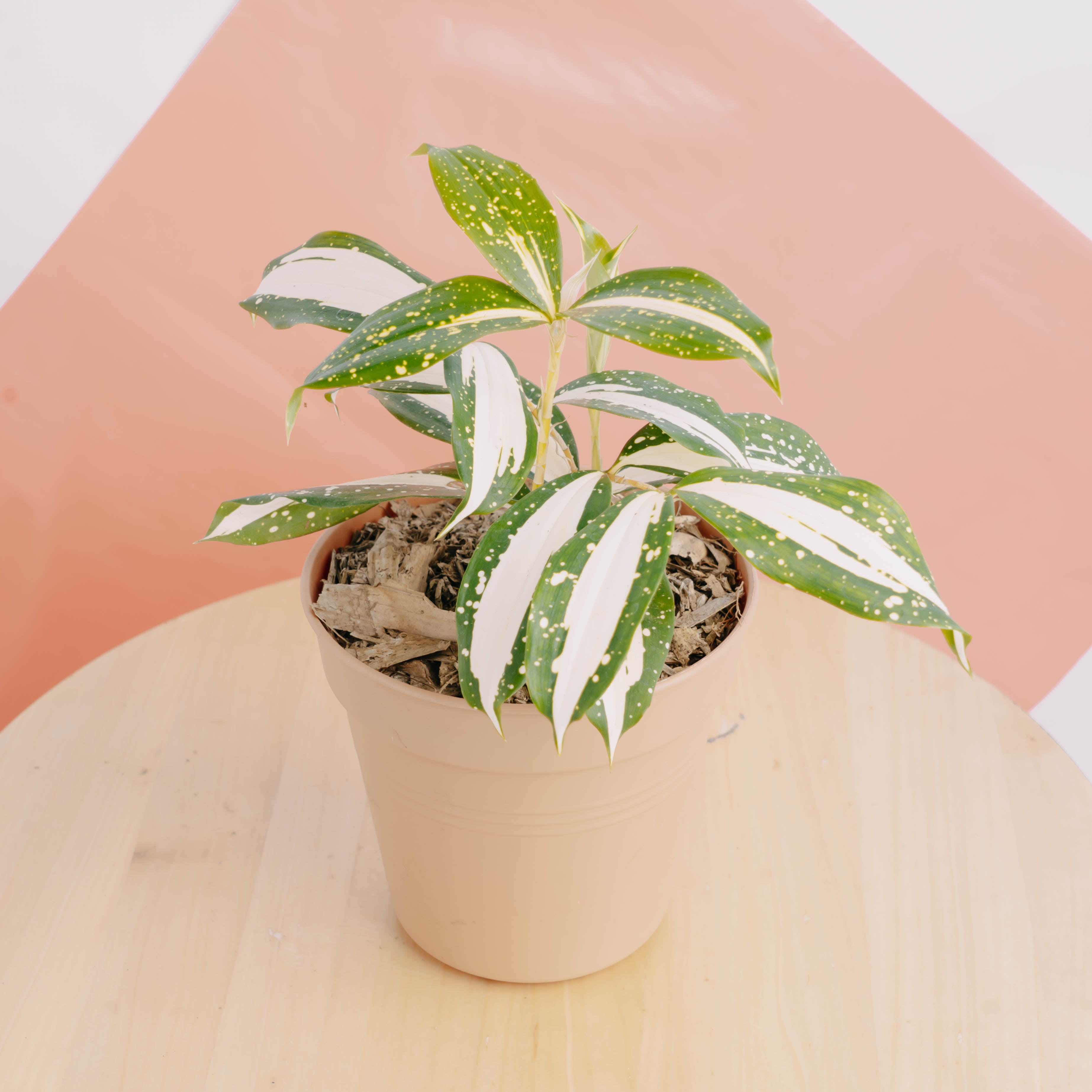 dracaena surculosa milky way care Dracaena Surculosa 'Milky Way' – Greenspaces.id