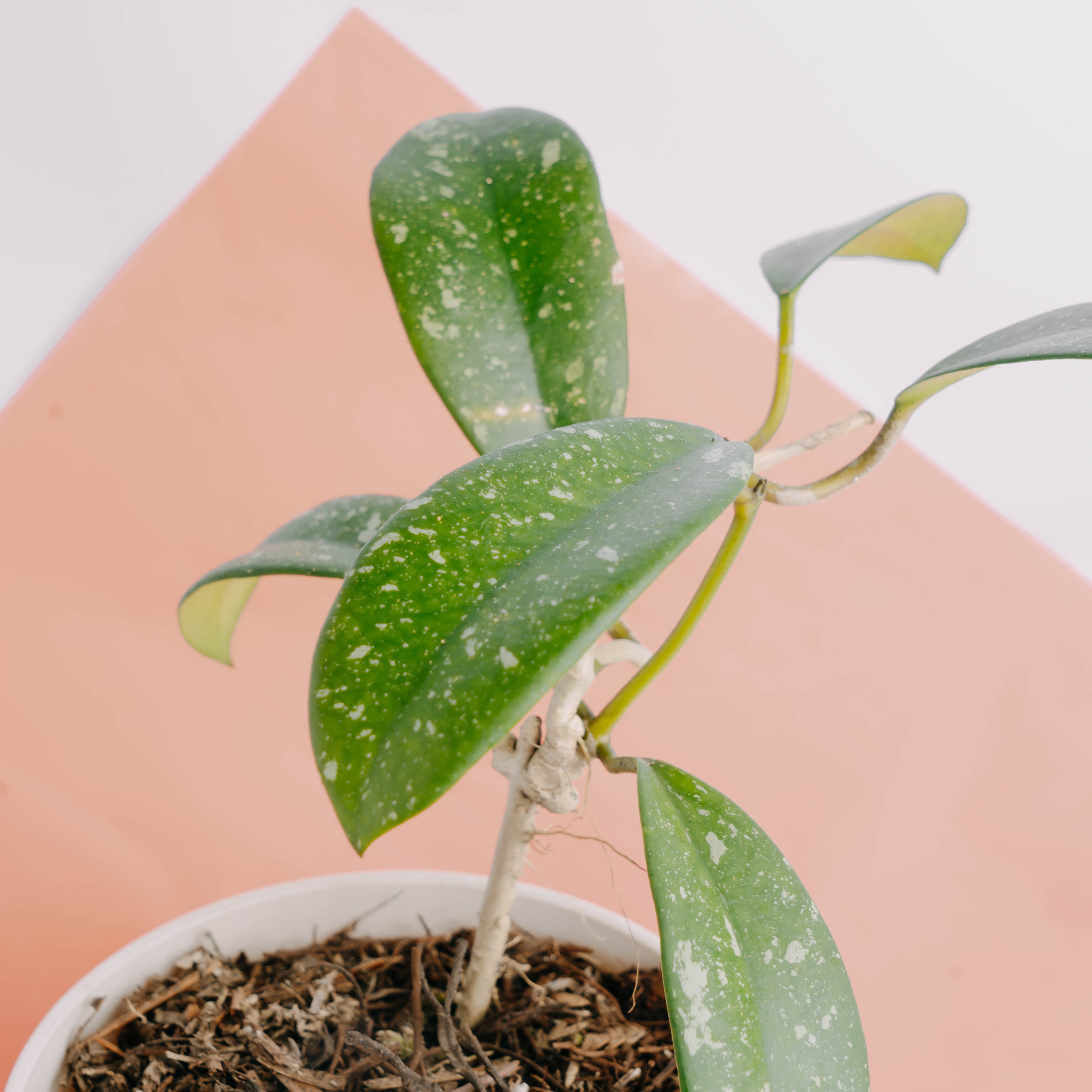Hoya diversifolia splash - Greenspaces.id