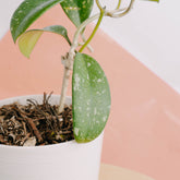 Hoya diversifolia splash - Greenspaces.id
