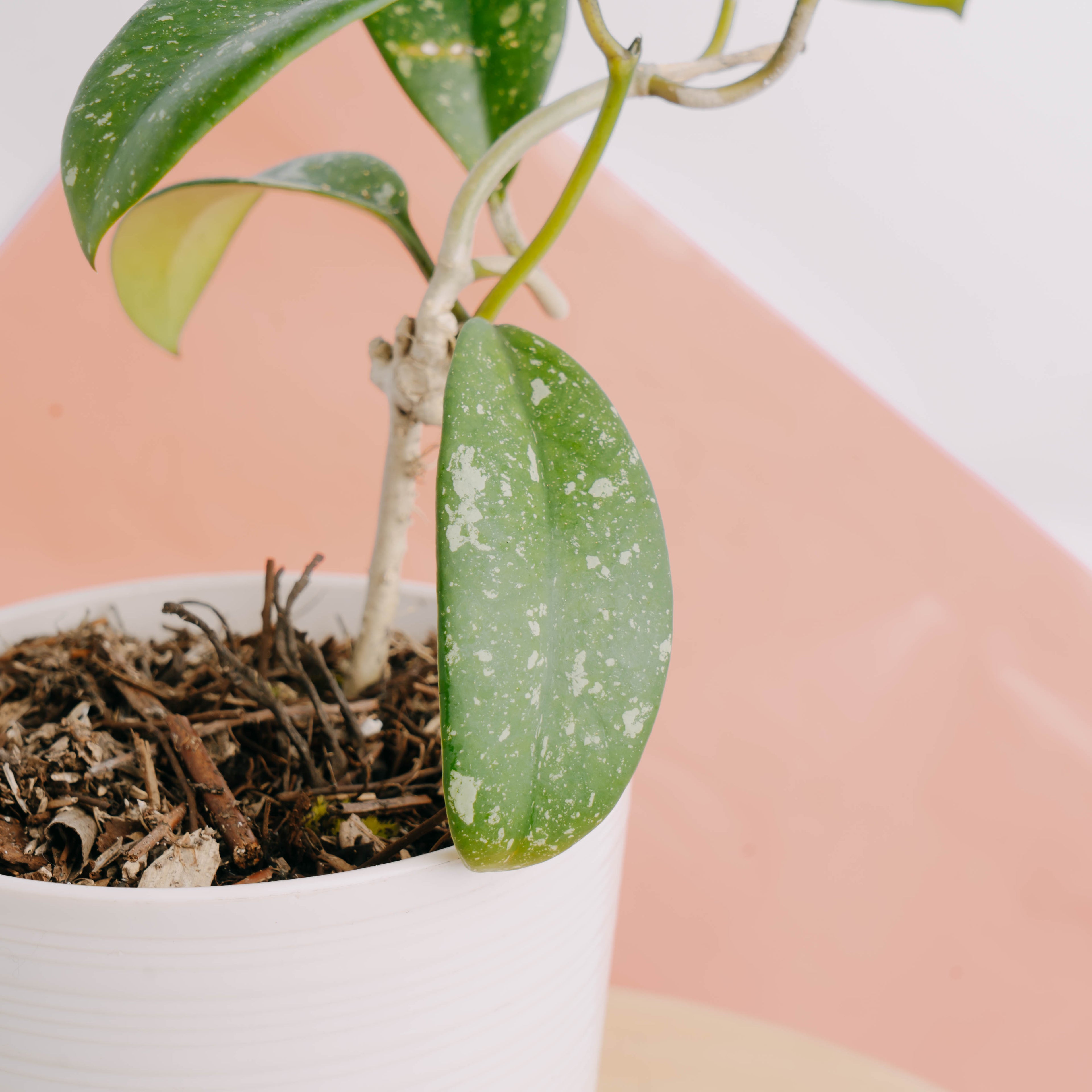 Hoya diversifolia splash - Greenspaces.id