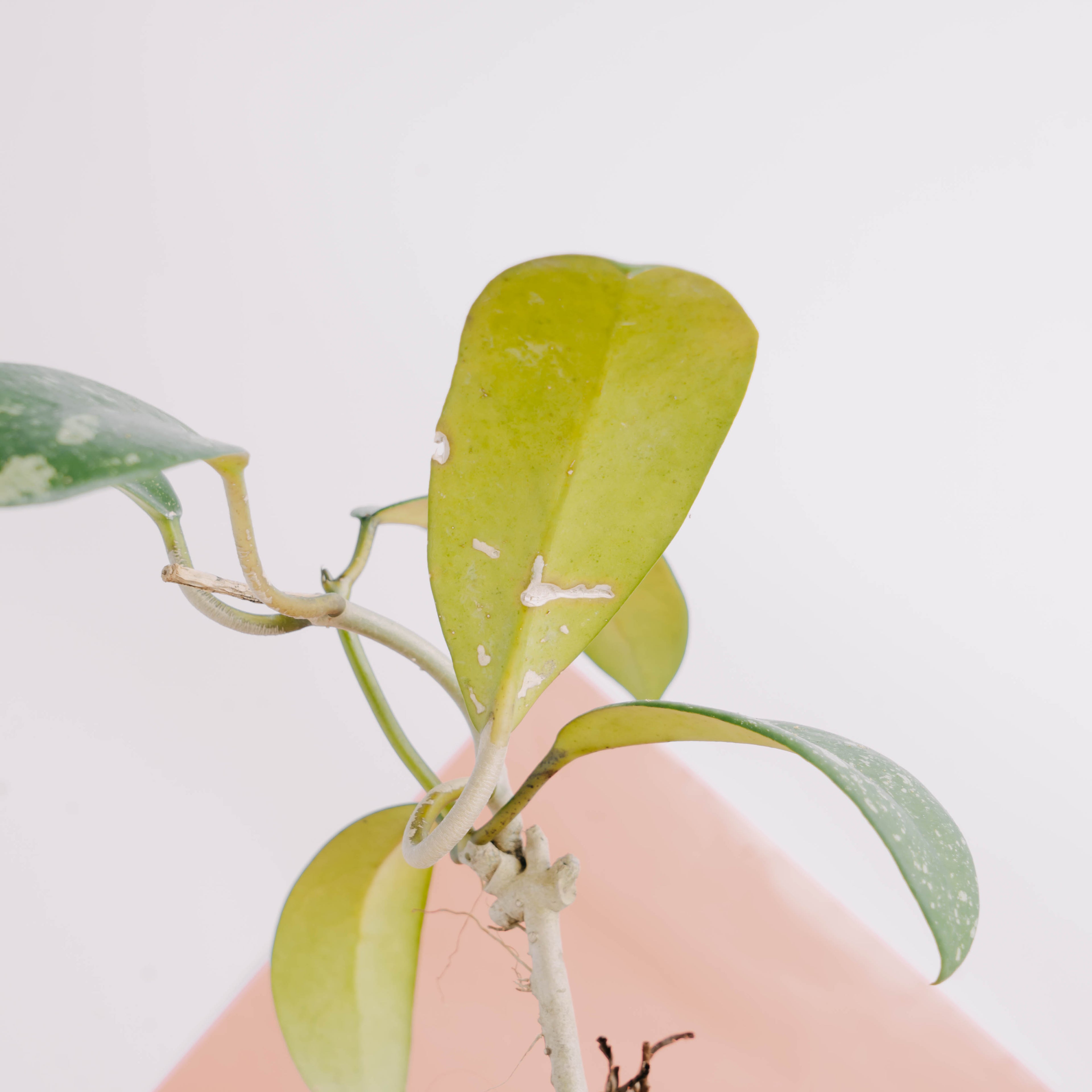 Hoya diversifolia splash - Greenspaces.id