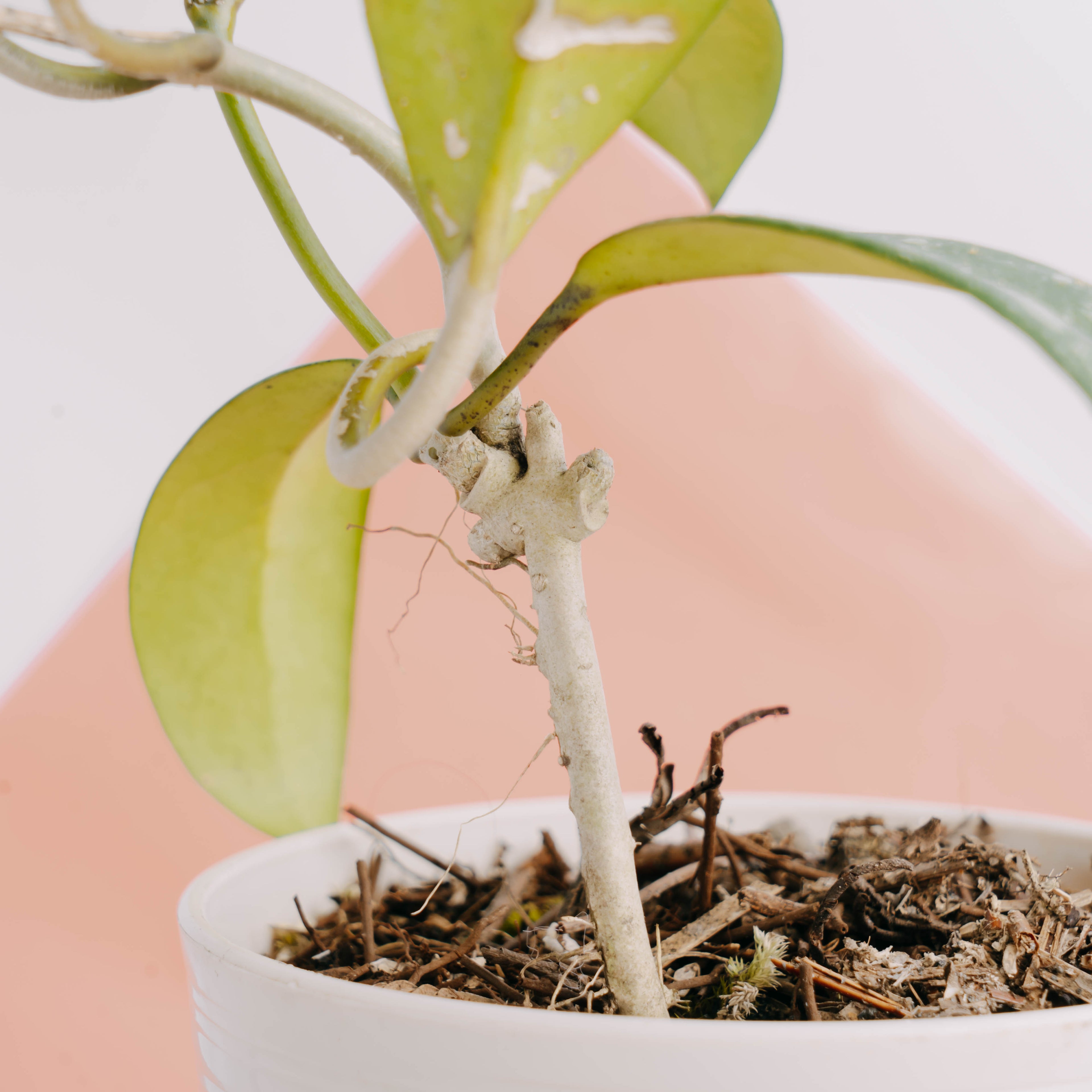 Hoya diversifolia splash - Greenspaces.id