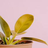 Philodendron moonlight variegated - Greenspaces