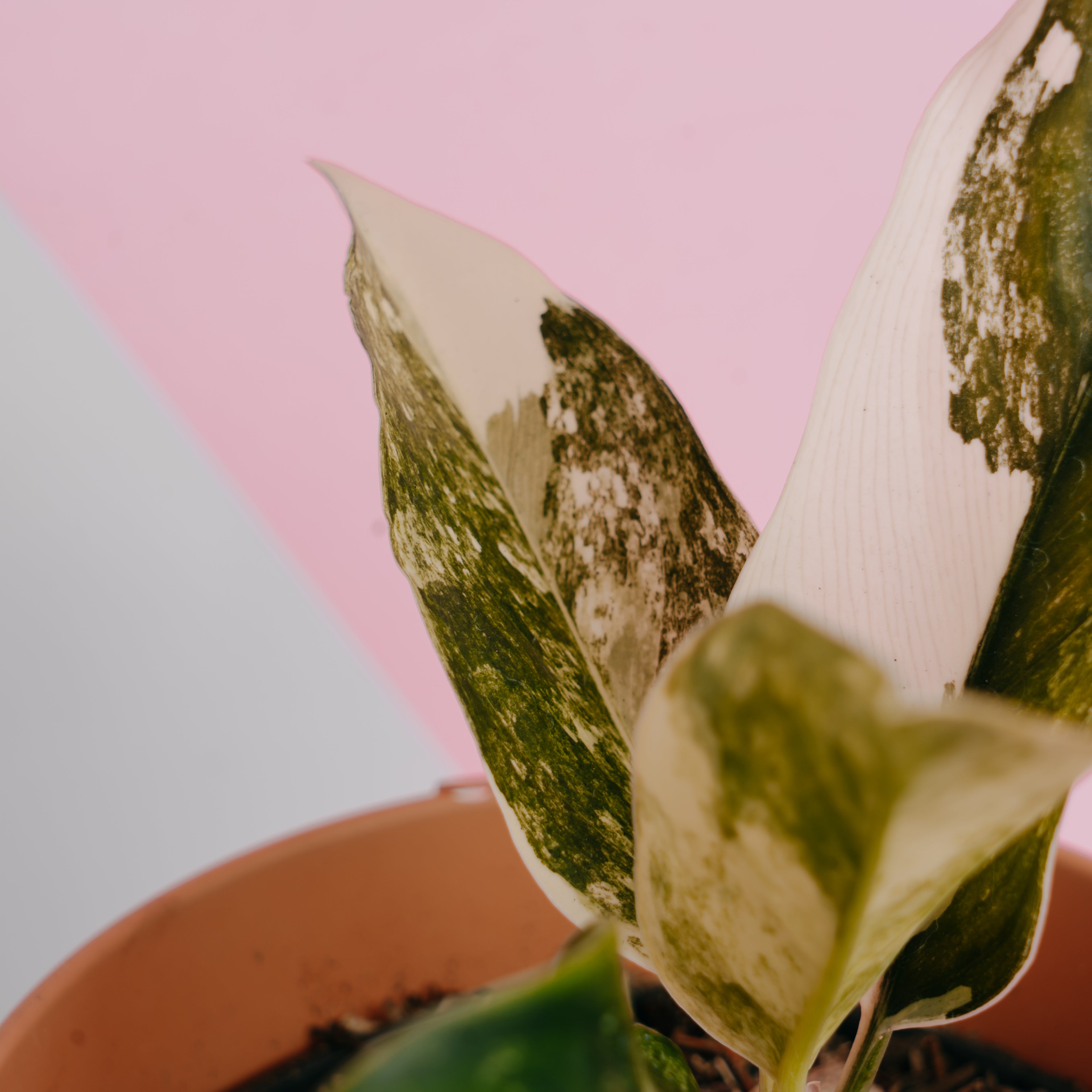 Aglaonema siam jade variegated - Greenspaces