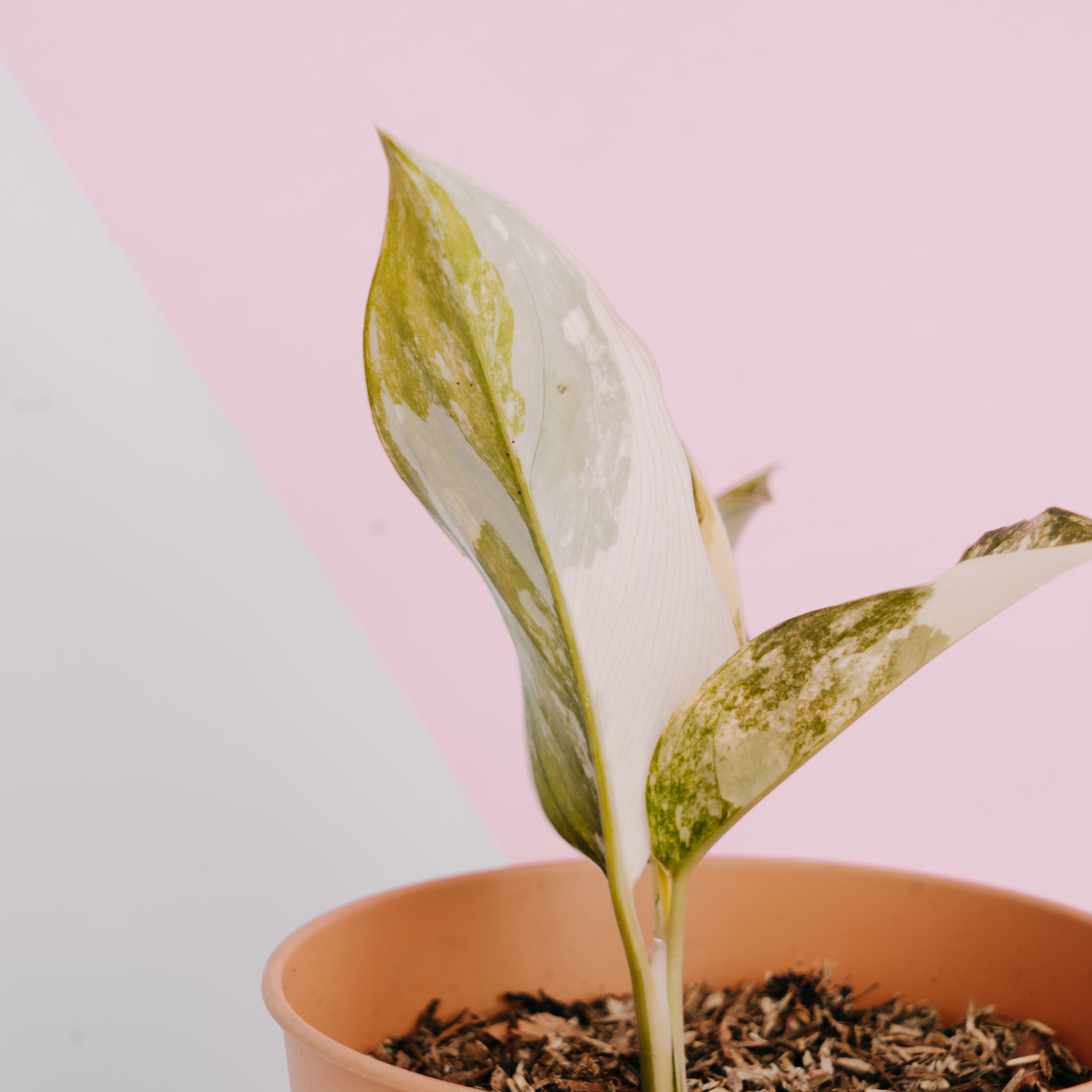Aglaonema siam jade variegated - Greenspaces