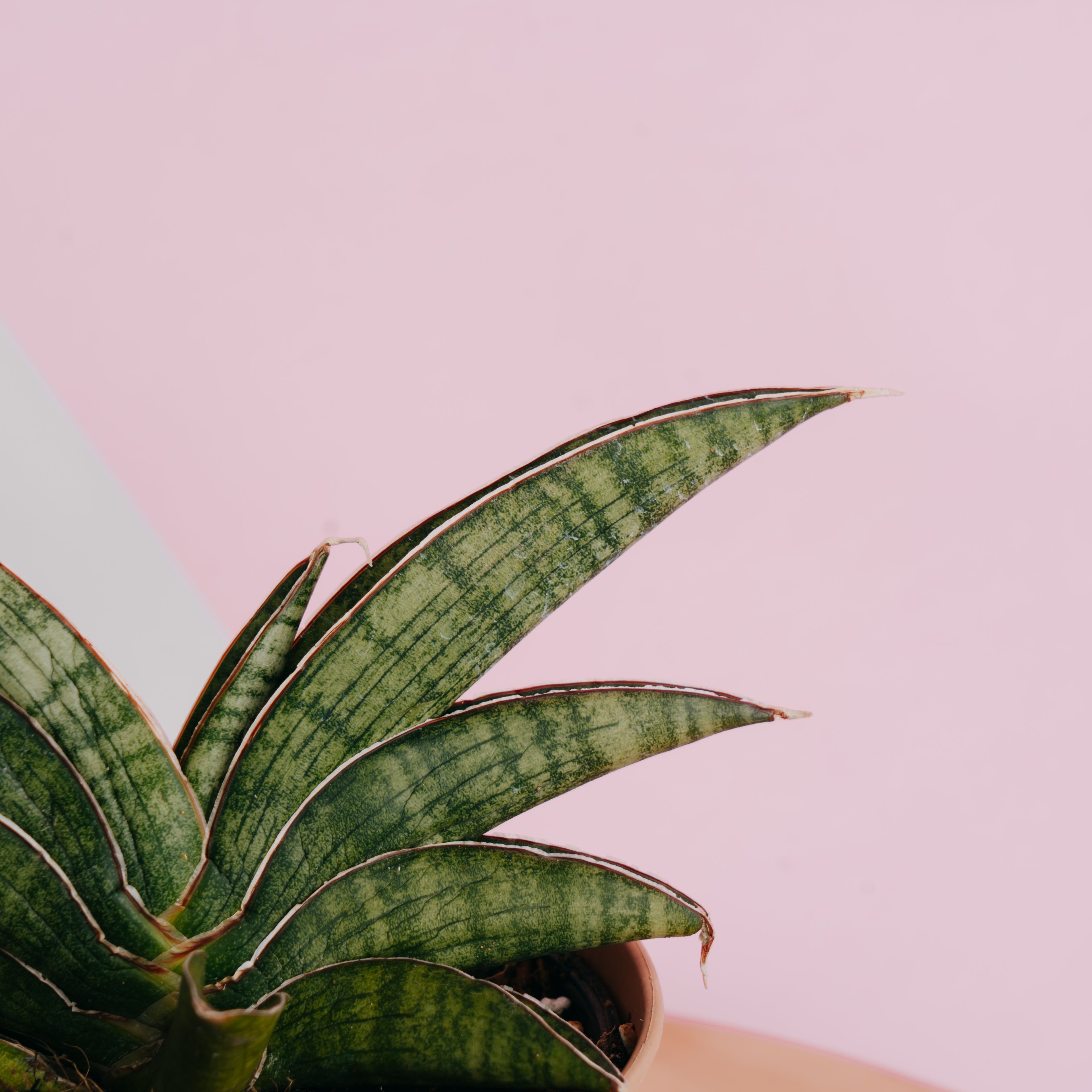 Sansevieria  argopuro - Greenspaces