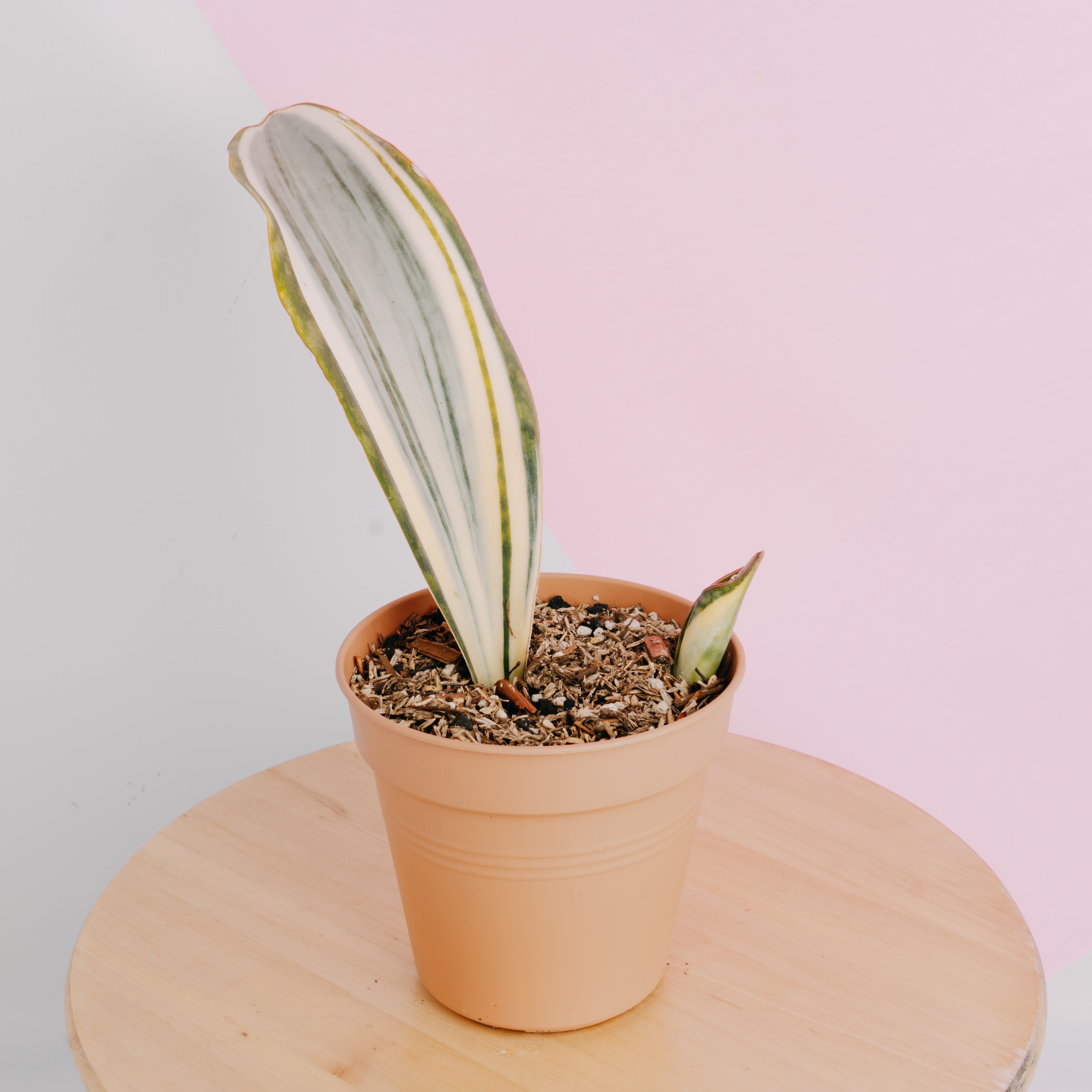 sansevieria guineensis variegata Sansevieria masoniana variegated Big size – Greenspaces.id