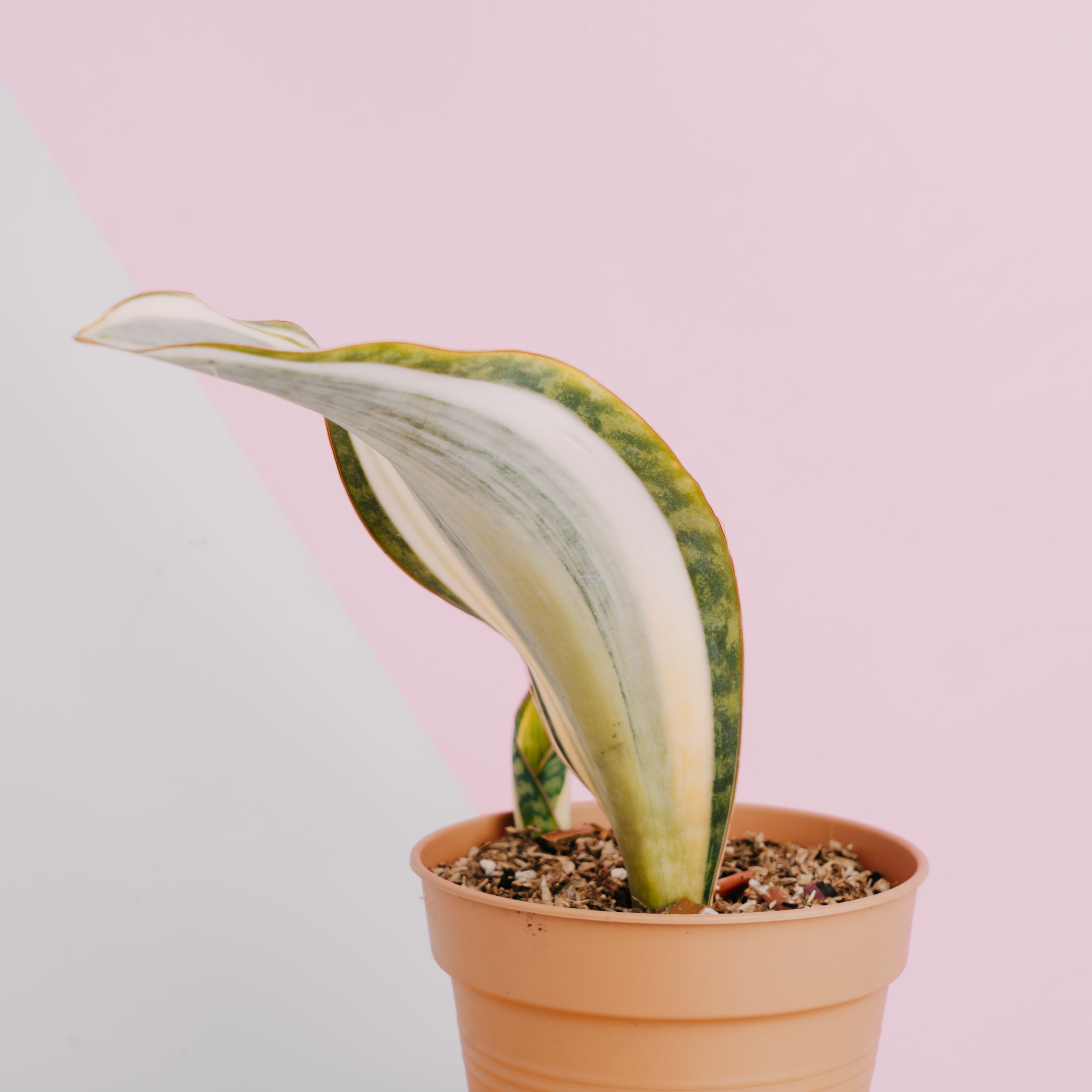 Sansevieria masoniana variegated Big size - Greenspaces