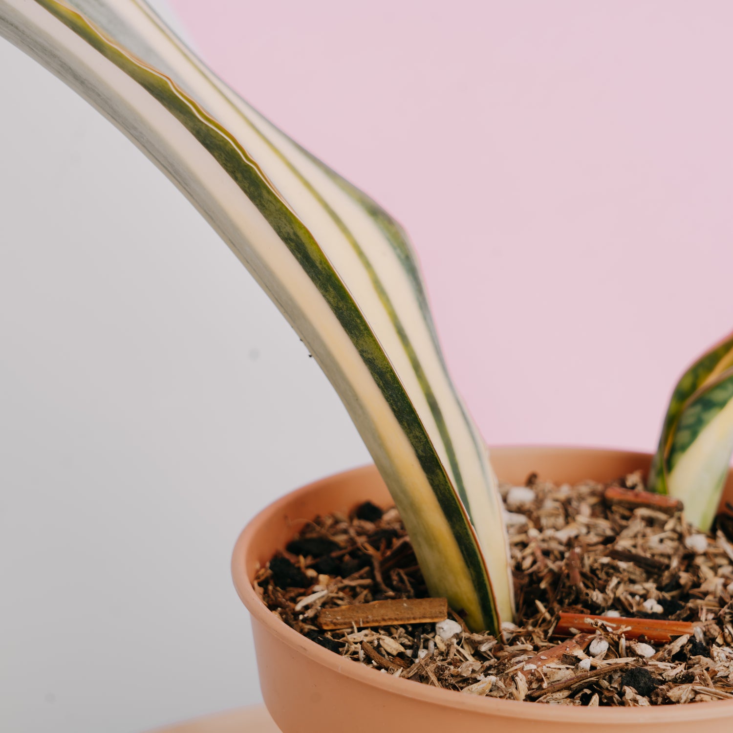 Sansevieria masoniana variegated Big size - Greenspaces