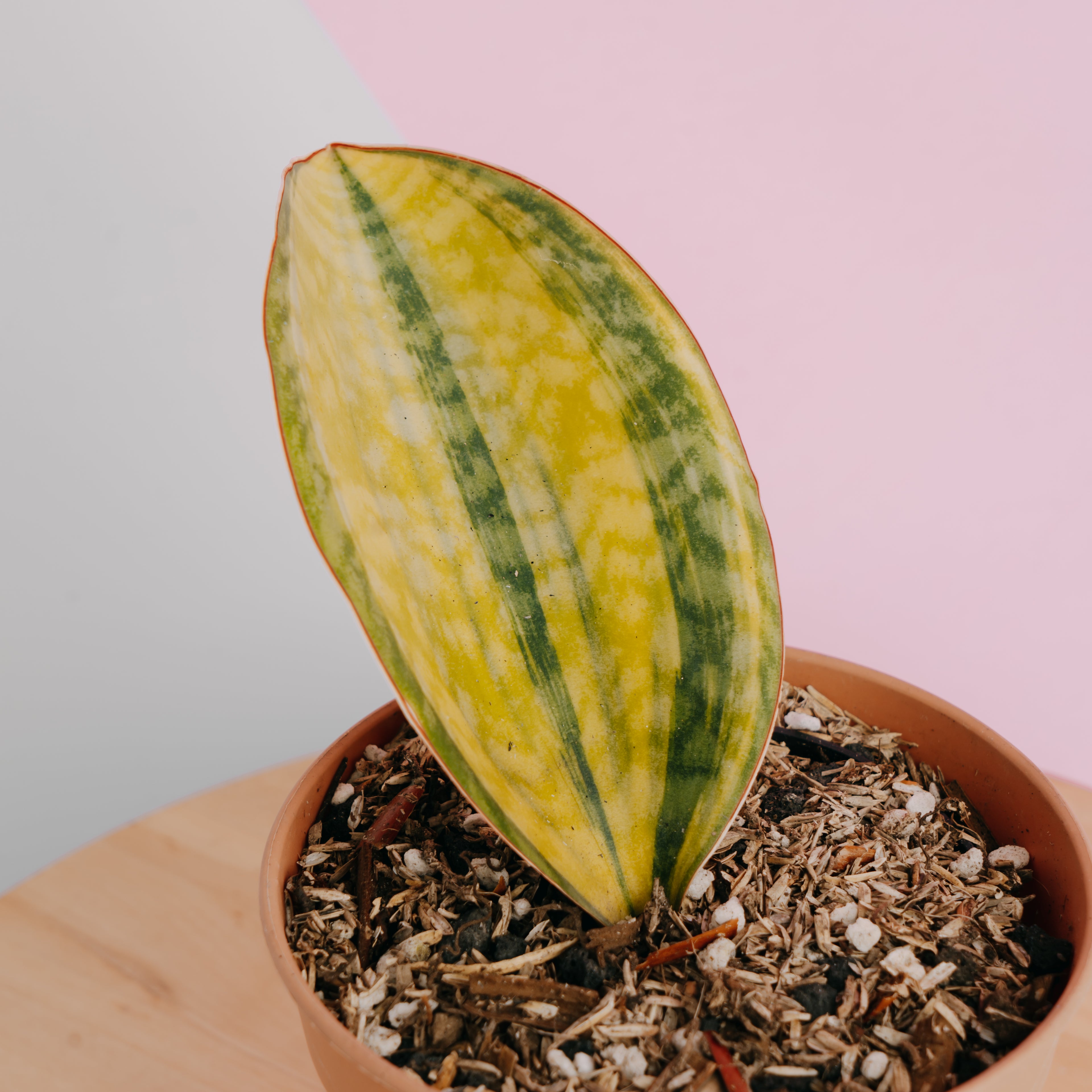 Sansevieria Masoniana Yellow Variegated - Greenspaces