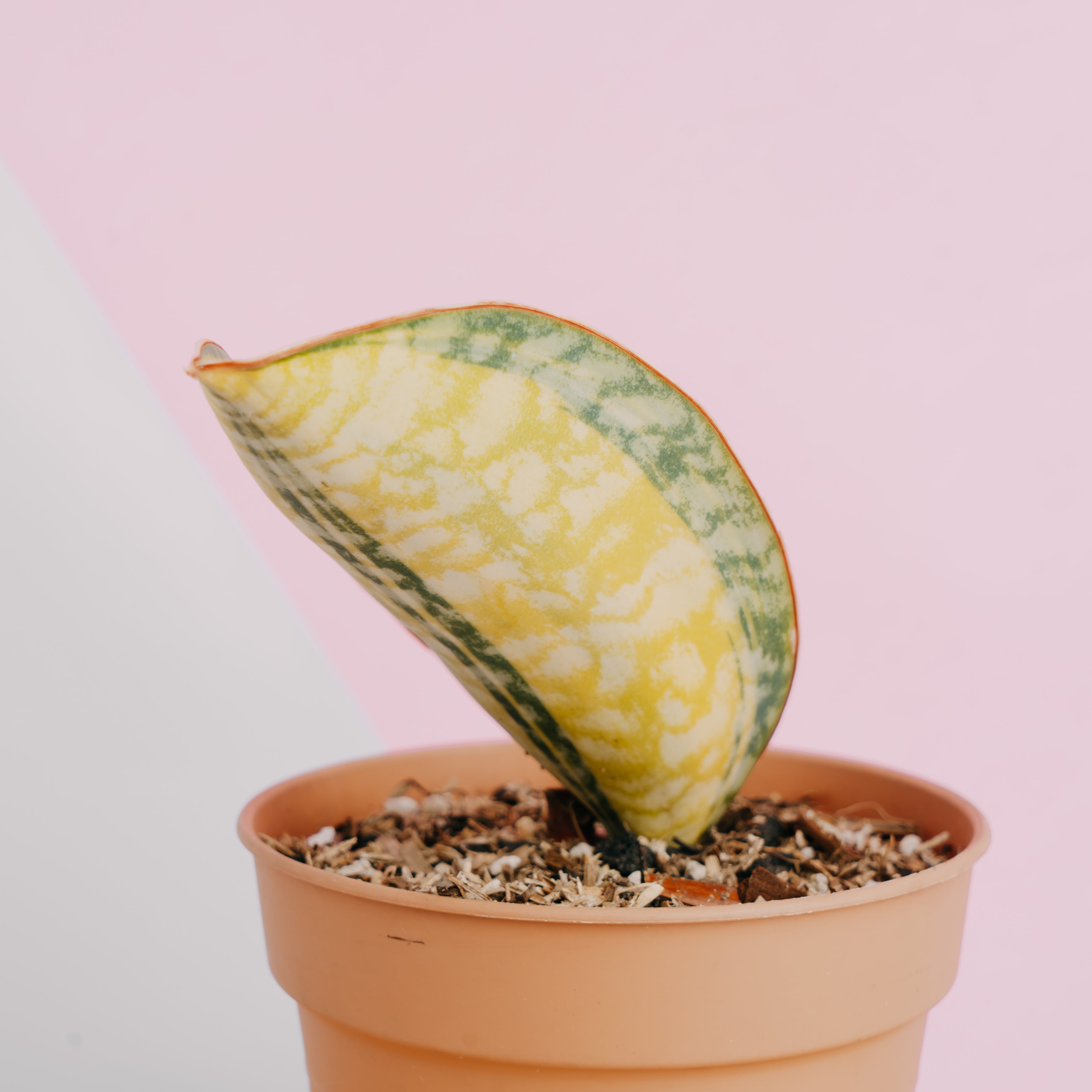 Sansevieria Masoniana Yellow Variegated - Greenspaces